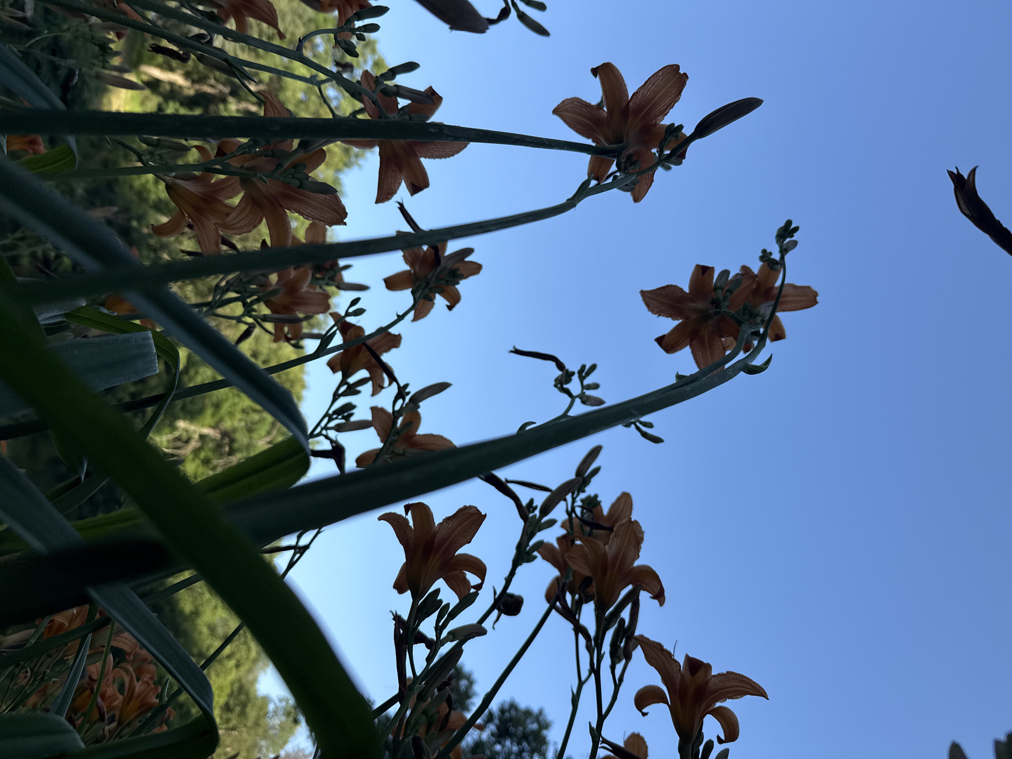 A low-angle shot captures a cluster of orange daylilies against a clear blue sky. The flowers, silhouetted and facing upward, are in various stages of bloom, with some showing closed buds and others fully open. The stems are slender and green, reaching towards the sky. In the background, blurred green foliage and trees suggest a natural setting. The lighting indicates it is daytime, likely late afternoon or early morning due to the soft light and deep blue sky.