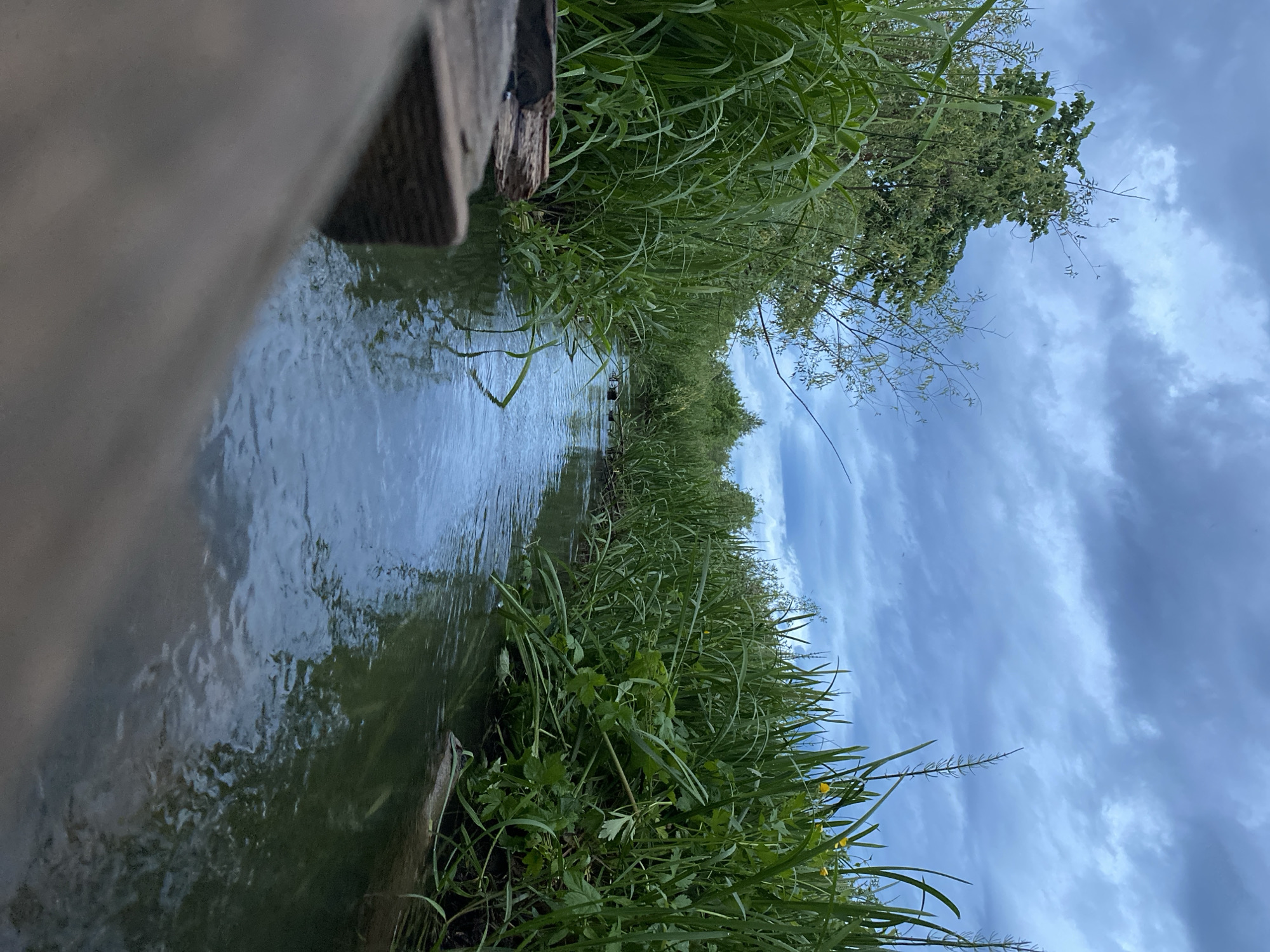 A narrow body of water, possibly a small stream or channel, is flanked by dense vegetation on both sides. The perspective is low, appearing to be at water level, with a section of wooden structure, perhaps a bridge or walkway, visible in the upper left corner. The sky is overcast with varied cloud formations. The vegetation consists primarily of tall grasses and plants. Given the prompt, it is assumed to be somewhere within or near the city of Chaikovsky, Russia. No people or animals are visible in the image.