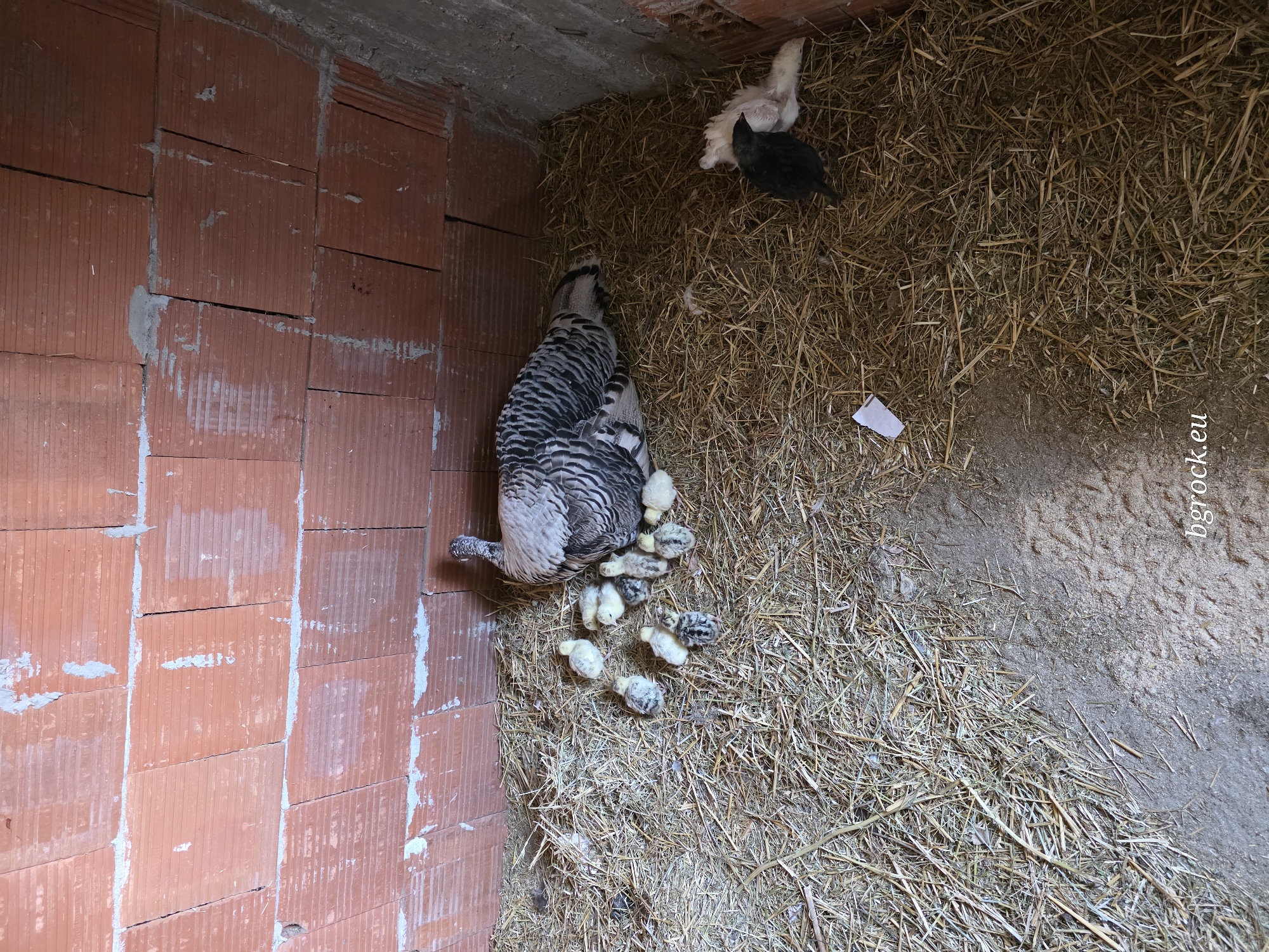 A high-angle, indoor shot shows a hen turkey with her chicks in a corner. The corner is formed by a brick wall on the left and a pile of hay on the right. The hen is in the lower-left corner, close to the brick wall. A cluster of small, fluffy chicks are near her. To the right of the hen and chicks, there is loose hay scattered on the ground. Further to the right, the ground transitions from hay to bare earth. In the upper-right corner, there are two adolescent chicks, one white and one black. A small white piece of paper is visible amidst the hay. In the lower-right corner, the watermark "bgrock.eu" is visible. The photograph appears to be taken in a rustic, possibly agricultural setting. This image was taken in the city of Chal, Bulgaria.