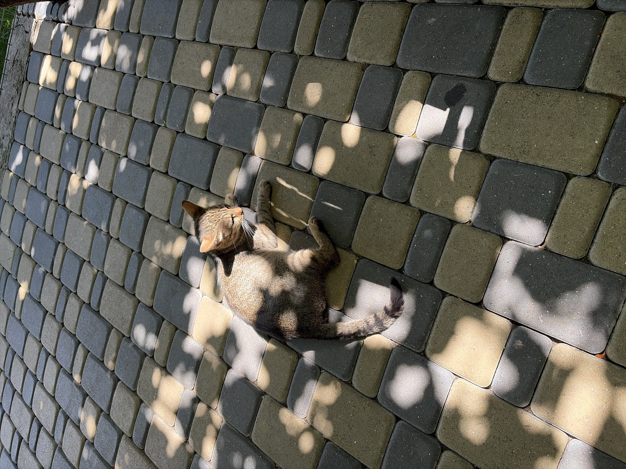 A tabby cat with brown and black stripes is resting on a patio made of interlocking pavers in Oxentea, Moldova. The pavers are a mix of gray and yellow, and the cat is lying on its side, basking in the sunlight. Shadows from overhead foliage dapple the ground, creating an uneven pattern of light and dark. The cat's tail is curled around its body, and its eyes are closed. The scene is peaceful and serene, conveying a sense of warmth and relaxation.