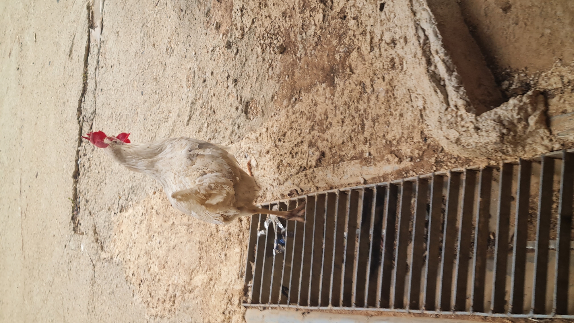 A white chicken with a red comb stands on a metal grate in an outdoor setting. The chicken is positioned slightly to the left of the frame. The grate covers what appears to be a drainage ditch or channel. To the left of the chicken and grate is a cracked concrete surface. To the right, the ground is dirt and soil, with a wall or embankment in the background. The location is the city of Lachish Regional Council, Israel.