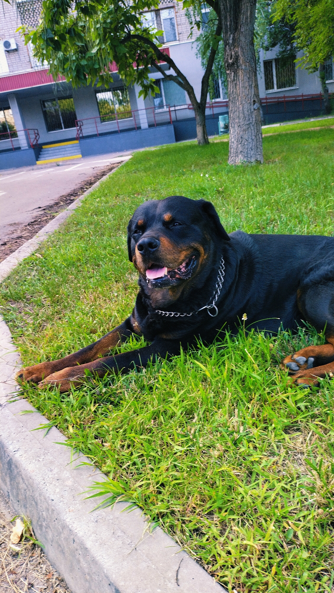 A black and tan Rottweiler is lying on a patch of green grass in front of a building. The dog is wearing a metal chain collar and appears relaxed with its tongue hanging out. The building in the background has a gray facade with red trim and multiple windows. A tree with green foliage stands to the right of the dog, partially obscuring the building. A concrete curb runs along the left side of the frame, separating the grass from a paved area. The image captures a sunny day in an urban environment, possibly in Horishni Plavni, Ukraine, given the context.
