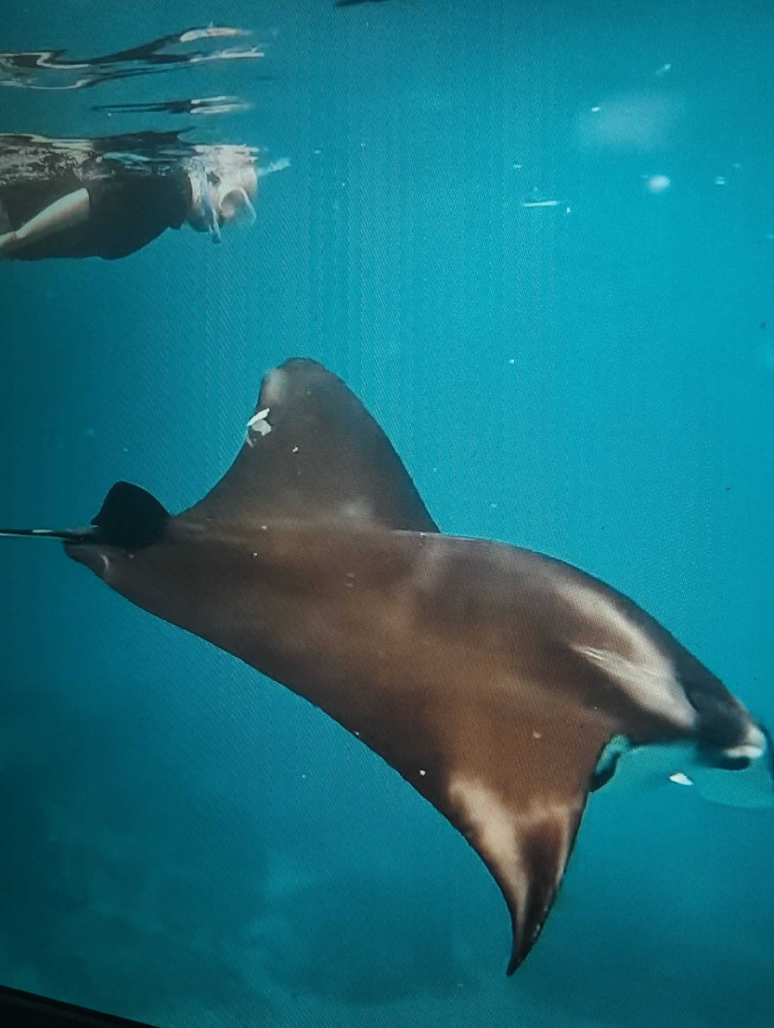 The image shows a manta ray swimming underwater with a snorkeler in the background. The manta ray is large and brown with white markings. The snorkeler is wearing a mask and snorkel and appears to be observing the manta ray. The water is clear and blue. There are no visible elements that indicate a location within the City of Medan, Indonesia.