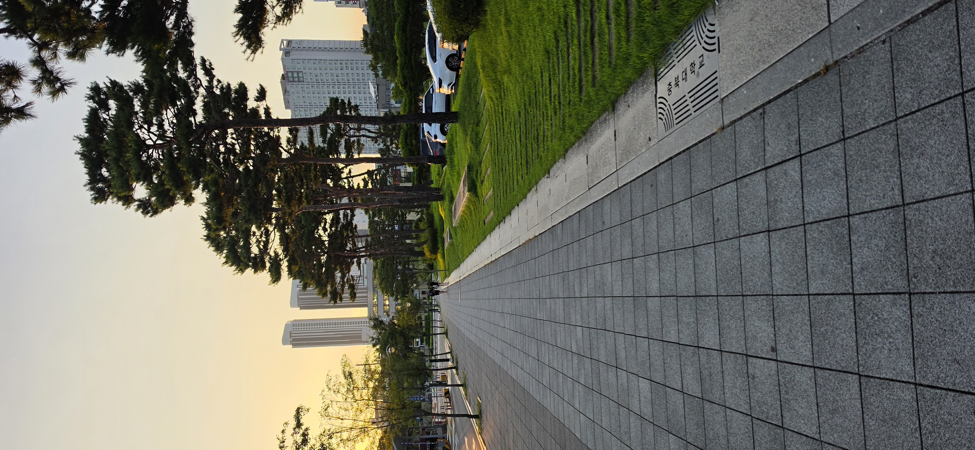 The image depicts a pedestrian walkway made of grey square tiles in Cheongju-si, South Korea. The walkway runs parallel to a grassy area with several pine trees. In the background, modern high-rise buildings are visible against a warm, hazy sky, suggesting it is either sunrise or sunset. Several cars are parked on the right side of the image, on the other side of the grassy area. Two individuals are walking away from the camera on the walkway. A street with a traffic light and some trees borders the walkway on the left. There is a drainage grate on the right side of the walkway with some Korean text visible.