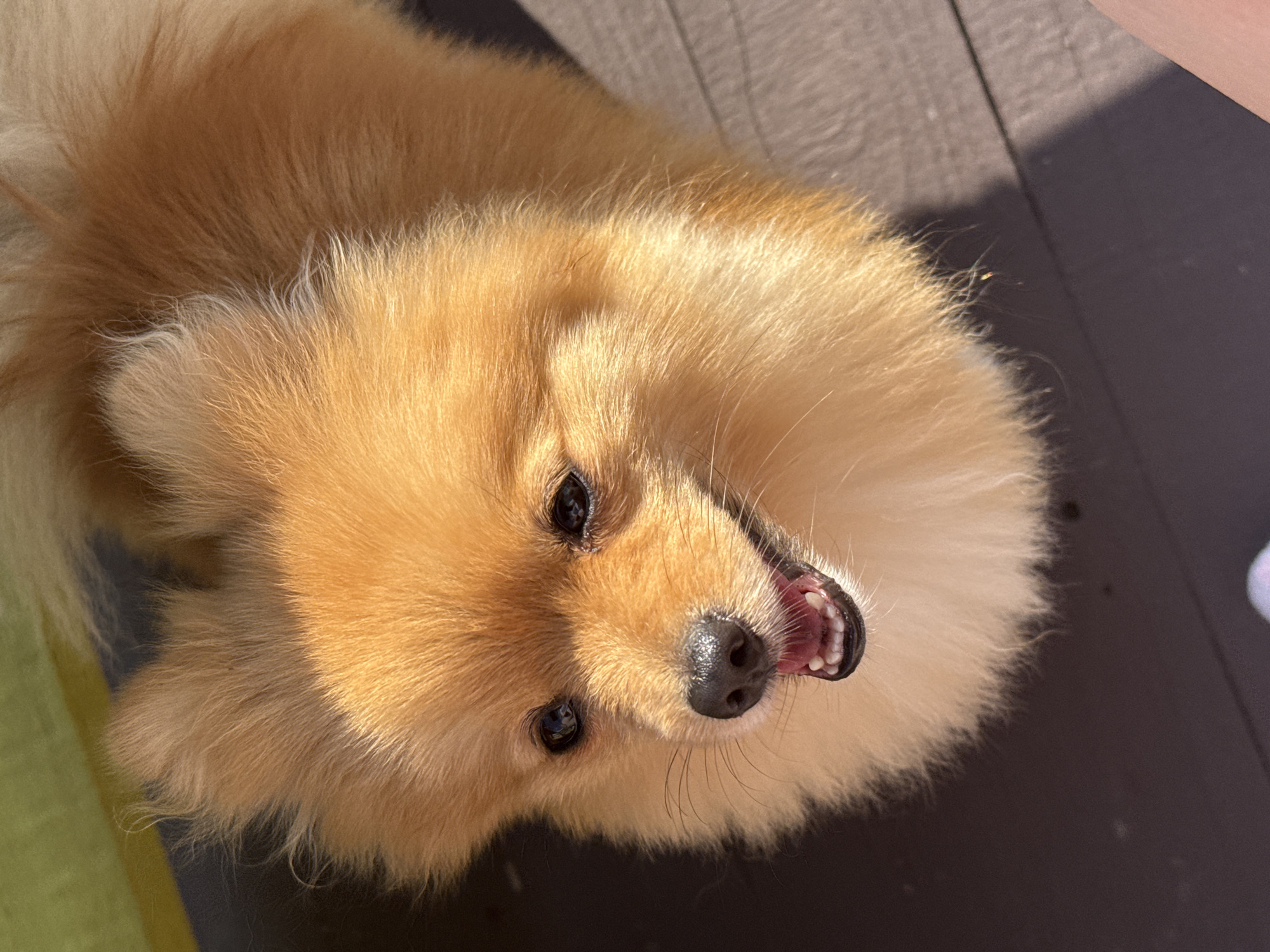 An overhead shot features a Pomeranian dog with orange fur. The dog's mouth is open, revealing its pink tongue and teeth, and its head is tilted upward. The dog is positioned on a dark, textured surface, possibly wood. A blurry green object is visible in the upper left corner. The lighting suggests the image was taken outdoors in daylight. There is no indication of the city of Zav'yalovo, Russia in the image.