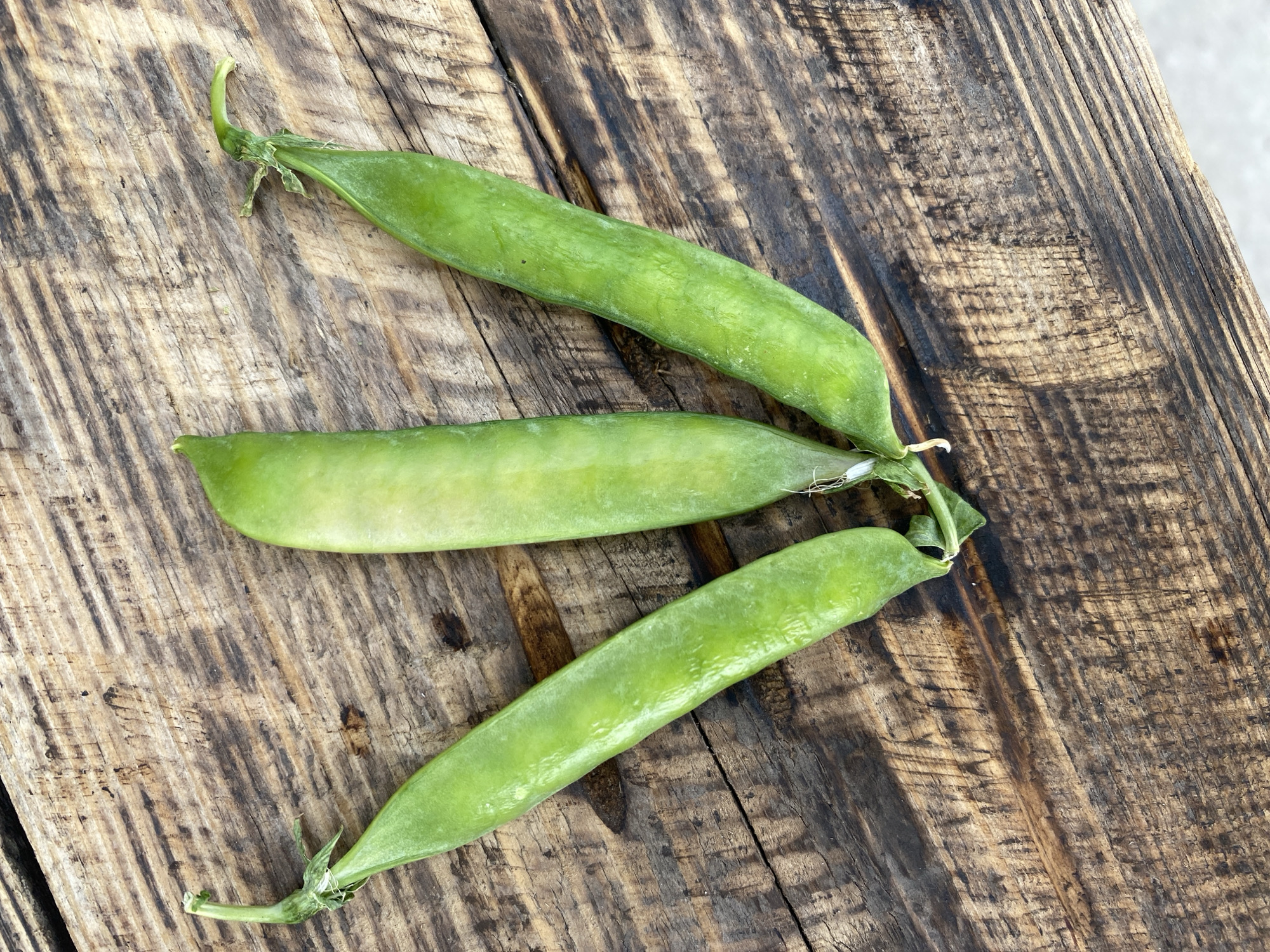Three snow peas are arranged diagonally on a weathered wooden surface. The snow peas are a vibrant green and appear fresh. The wooden surface has prominent grain and a rustic texture, with visible lines and some darker, possibly scorched, areas. The lighting creates shadows that emphasize the texture of the wood. There are no people or other objects visible in the image. The location of Kisliakovskaya, Russia, is not discernible from the visual information presented in the image.