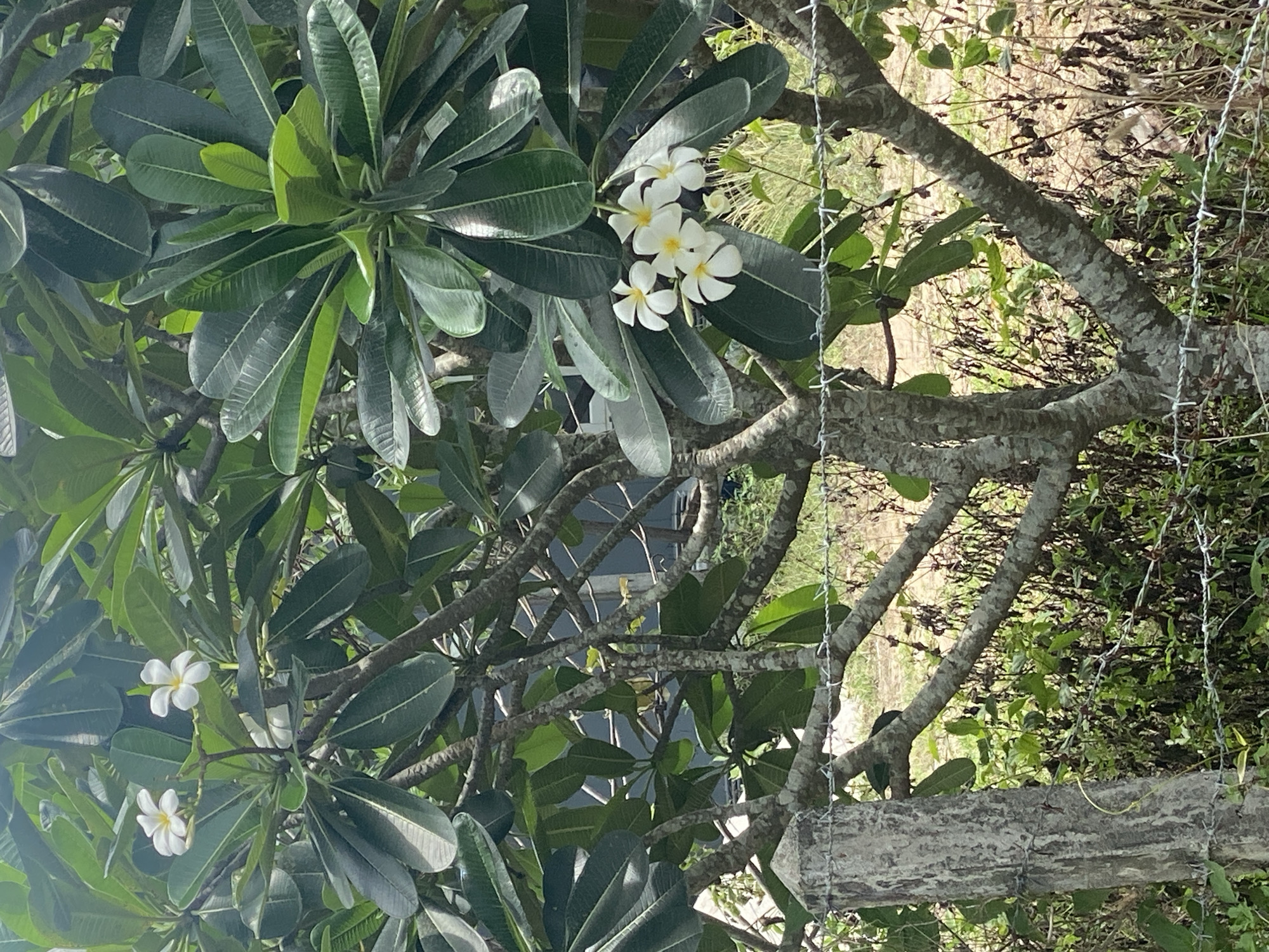 A close-up, eye-level shot captures a lush, green plumeria tree with white flowers in Moo 1, Thailand. The tree's thick, gray branches are interspersed with oval leaves, some clustered in bunches. White, five-petaled flowers are in bloom. A blurry background includes foliage and a portion of a metal fence or structure. The lighting is bright, suggesting a sunny day.