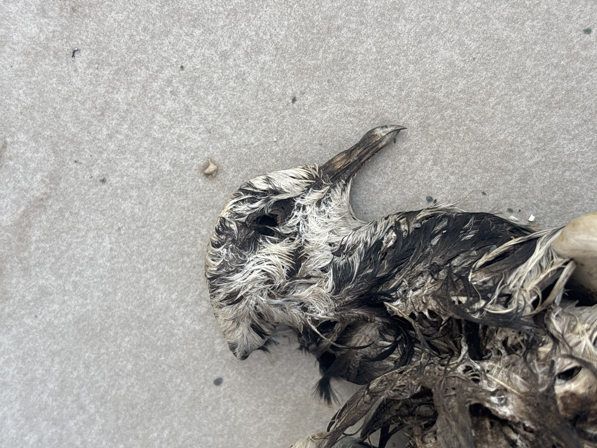The image shows the carcass of a bird, likely a gull, lying on a grey surface, possibly concrete or sand. The bird's head and neck are visible, showing mottled white and dark feathers. The beak is intact. The body is partially obscured and appears decayed. The surface the carcass lies on is relatively clean and uniform in color, with some minor surface irregularities. The location is unknown.
