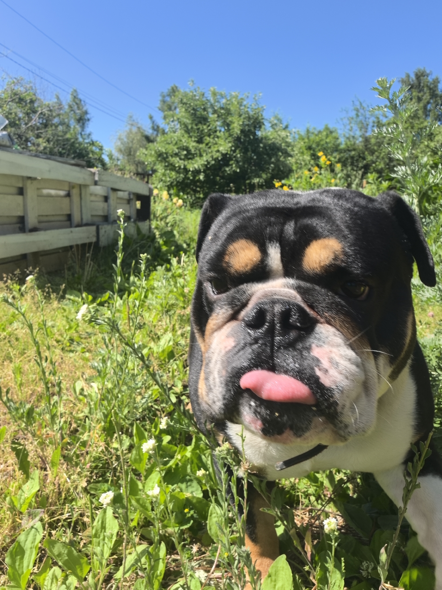 An English Bulldog, tri-colored with black, white, and tan markings, is pictured outdoors with its pink tongue sticking out. The dog's head is the primary focus, taking up the right side of the frame. It is situated in an overgrown grassy area with scattered white wildflowers. In the background, a weathered wooden fence is visible on the left, and lush green trees and a clear blue sky fill the upper portion of the image. The scene appears to be in a yard or a naturalistic setting, potentially in Noviy, Russia, given the vegetation and fence style.