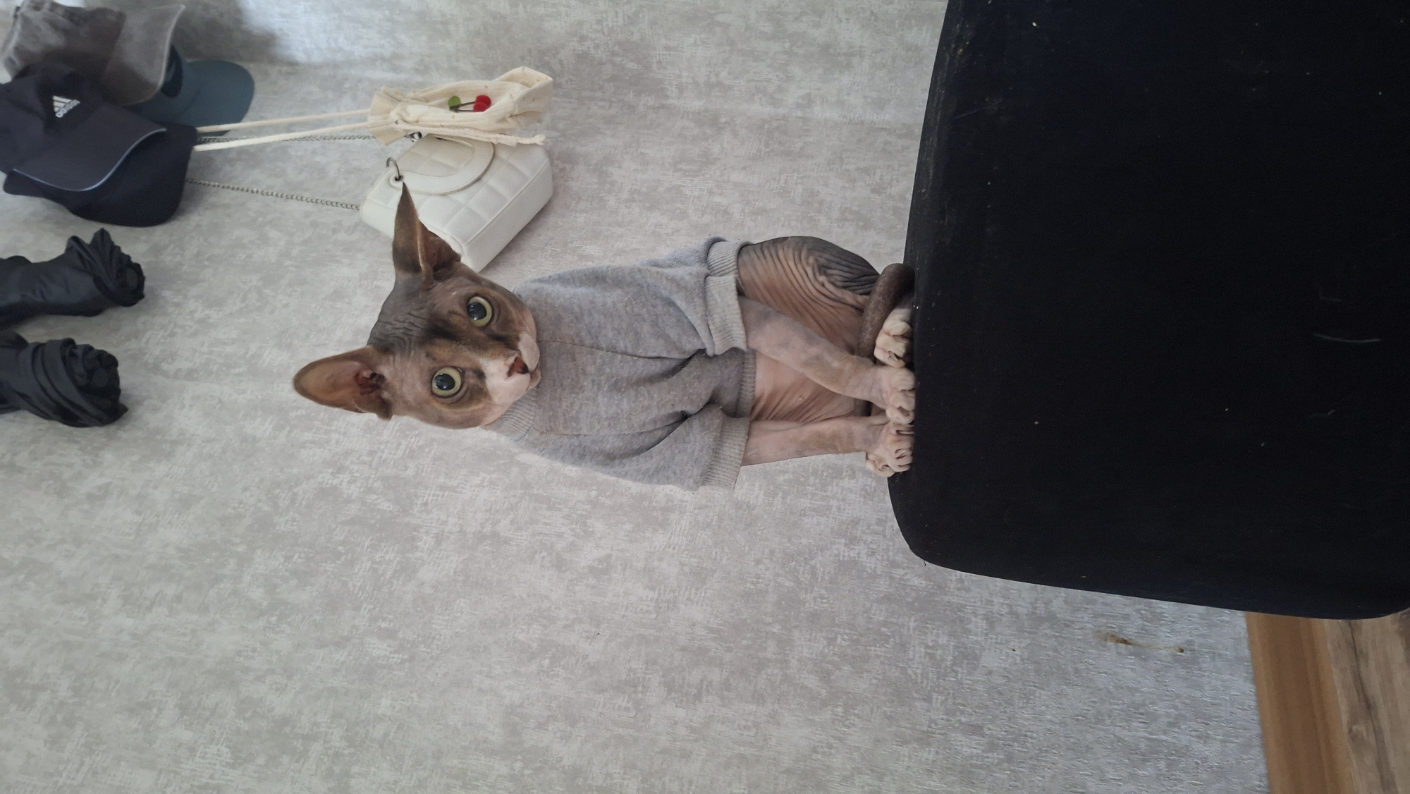 A sphynx cat, wearing a light grey sweater, sits on the edge of a black upholstered object, likely a chair or sofa. The cat is positioned in the center of the frame, facing the viewer with its head tilted to the left. Its large ears are prominent, and its eyes are wide and green. The cat's paws are resting on the edge of the object. The background consists of a textured grey wall with some indeterminate dark objects hanging on it near the top right. The flooring appears to be wood-like. The overall setting suggests an indoor environment. There are no people or discernable city landmarks visible in the image. The photograph was taken in Myadzyel, Belarus.