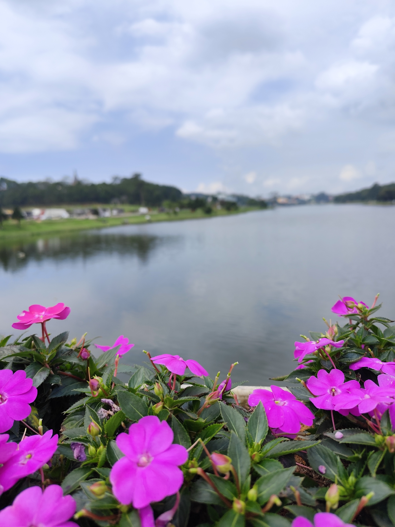 This vibrant, natural landscape photograph captures a serene scene in Da Lat, Vietnam, focusing on the foreground while showcasing a broader vista. The primary subjects are numerous bright magenta or fuchsia-colored flowers with lush green foliage, sharply in focus and occupying the lower portion of the frame. These flowers appear to be New Guinea Impatiens or a similar variety, densely packed and displaying multiple blooms and buds.
Beyond the immediate foreground, a calm body of water, likely a lake or large river, stretches into the mid-ground and background. Its surface is relatively smooth, reflecting the light and some hazy outlines of the distant shore and sky. On the far side of the water, a distant landmass is visible, covered in green trees and vegetation, with some indistinct buildings or structures appearing as blurred shapes against the horizon. The sky above is partly cloudy, with soft white and grey clouds scattered across a lighter blue backdrop, suggesting either an overcast day or a bright day with significant cloud cover.
The image has a shallow depth of field, artfully blurring the water and distant landscape to draw attention to the sharply focused flowers in the foreground. This compositional choice highlights the beauty and detail of the blooms, creating a sense of depth and tranquility. No people are visible in the scene, and there is no discernible activity or event taking place, presenting a peaceful, static natural tableau. The time of day appears to be daytime, likely morning or afternoon, under mild weather conditions given the calm water and soft lighting. There is no visible text within the image. The overall impression is one of natural beauty and calm.