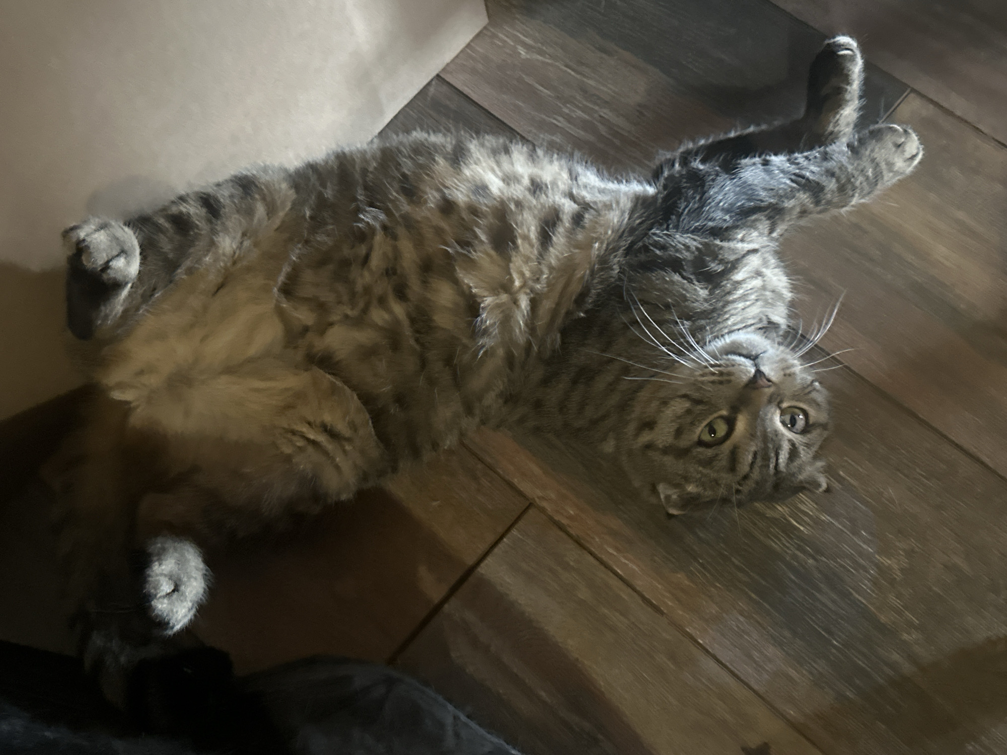A tabby cat is lying on its back on a wooden floor. The cat is facing upwards with its head turned to the side, looking towards the camera. Its eyes are open and green. The cat's paws are in the air. The floor is made of dark wooden planks with visible grain. A dark object, possibly furniture, is visible to the left of the cat. A pale, flat object, possibly a box, is visible to the right of the cat. The lighting is dim.