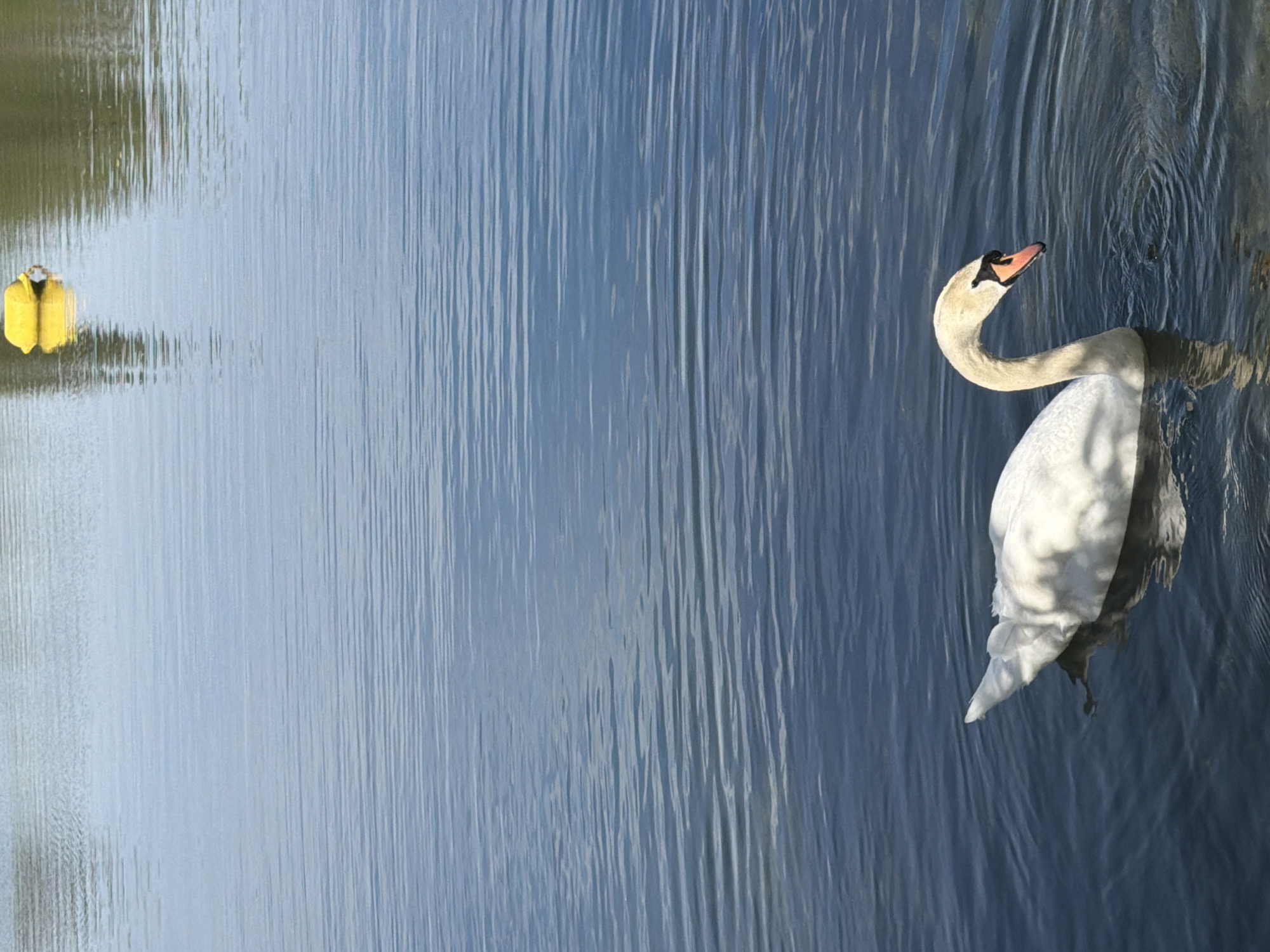 The image shows a white swan swimming in a body of water. To the left of the swan is a yellow object floating on the water. The body of water appears to be rippled. The scene appears to be in Tonbridge and Malling, United Kingdom, due to the image's origin.
