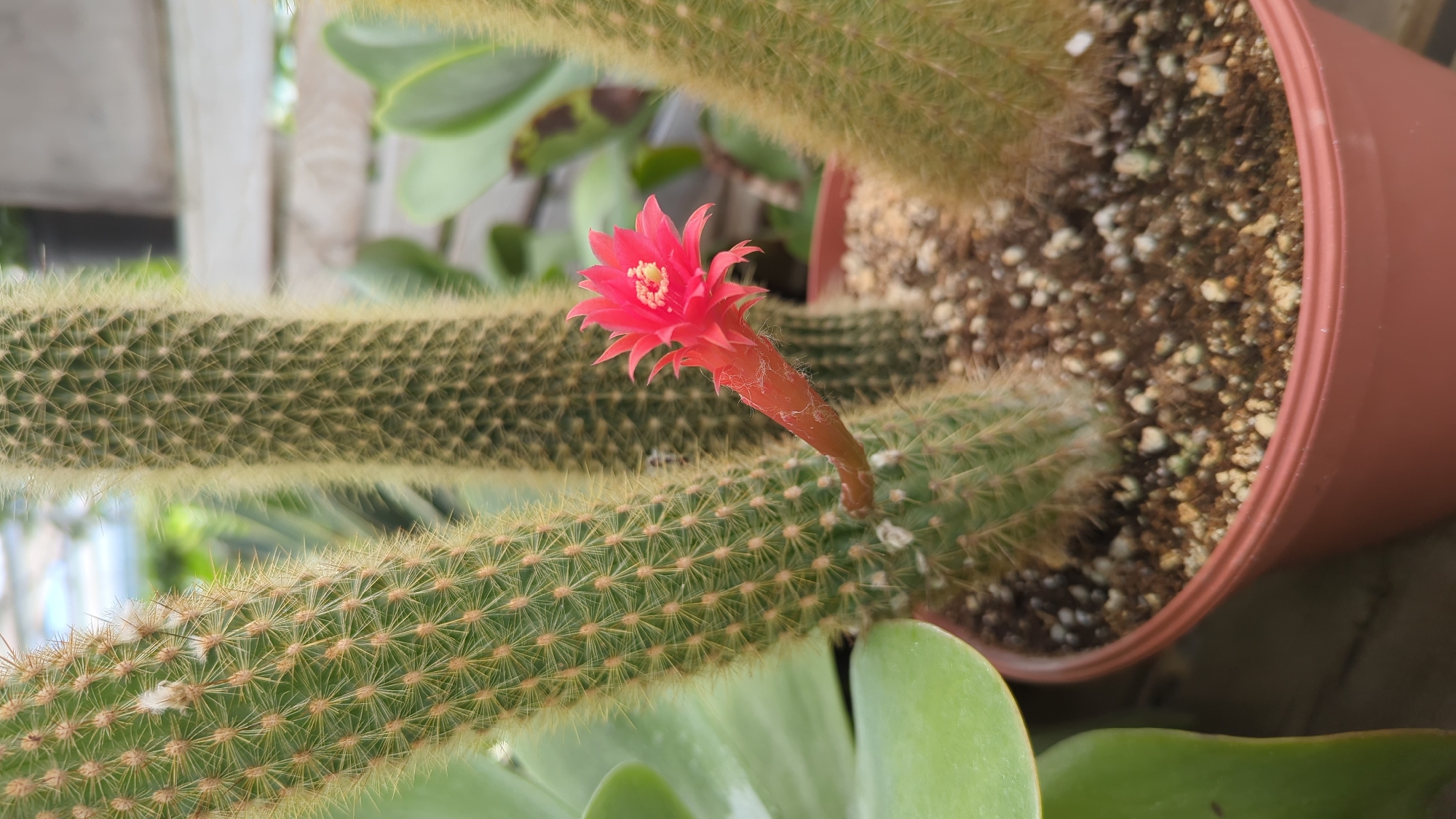 A close-up, eye-level shot shows a vibrant red cactus flower blooming from a columnar cactus. The flower is the focal point, with delicate petals and a yellow center. The cactus itself is green and covered in small, yellowish spines. It is planted in a reddish-brown pot filled with soil and small pebbles. In the background, other cacti and plants are visible, suggesting a greenhouse or garden setting. The overall lighting is bright and natural. There is no indication of a specific location in Laval, Canada, as the image contains no identifying landmarks or context.