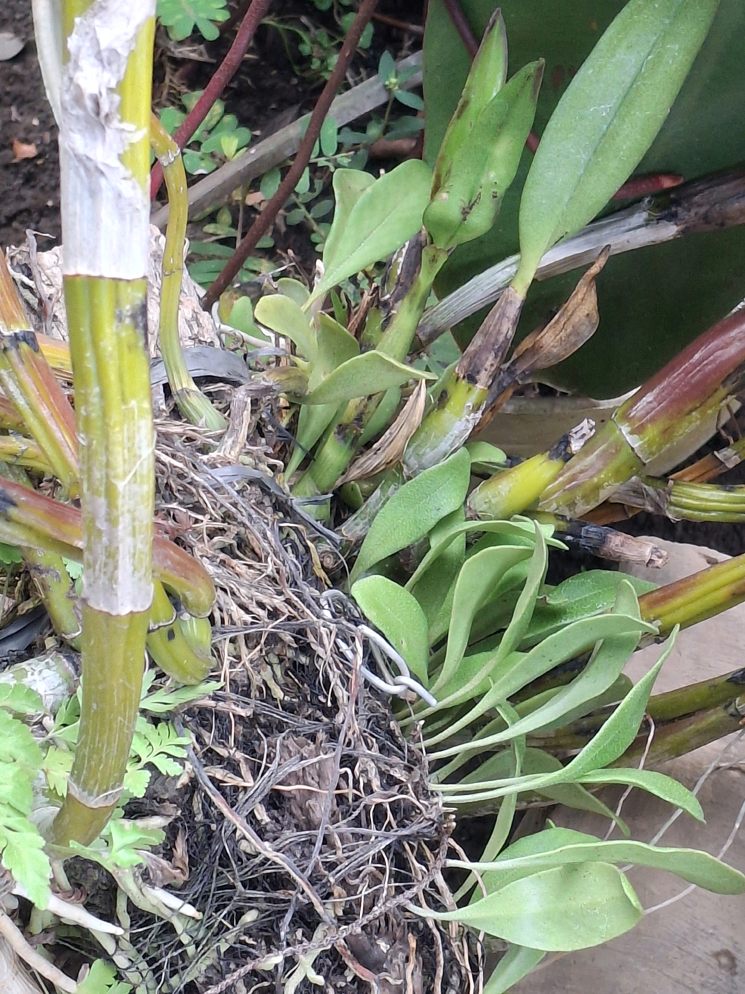 The image is a close-up, eye-level shot of an orchid plant with thick, green pseudobulbs, some showing reddish-brown coloration. The plant has numerous green, lanceolate leaves and a dense network of dry, brown aerial roots tangled with soil and what appears to be a support wire. Some of the pseudobulbs exhibit dark, possibly necrotic, spots. The background consists of darker soil, some dried plant matter, and hints of green foliage from other plants. The scene is outdoors, likely in a garden or natural setting. There are no people or specific landmarks visible that would indicate a particular location within Lumajang, Indonesia.