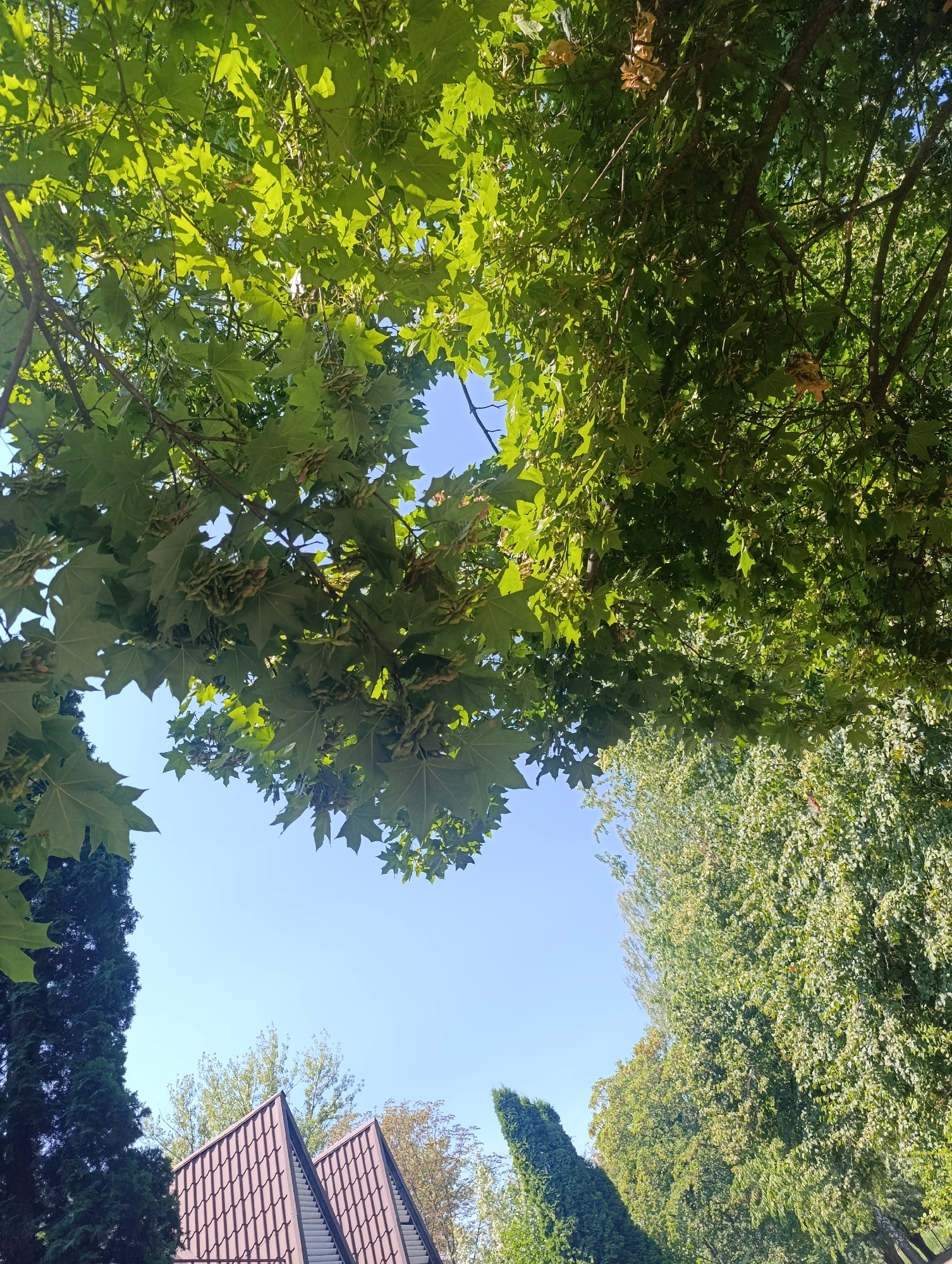 The image captures a low-angle view looking upwards towards a clear blue sky, framed by the lush green foliage of trees. In the foreground, large, deeply lobed green leaves are prominent, some with developing seed pods. The branches of these trees extend across the upper portion of the frame, creating a dense canopy that filters the sunlight. To the left and center-bottom, the pointed, brown tiled roofs of buildings are visible, suggesting an urban or suburban setting. A tall, dark green, conical evergreen tree stands to the left of the buildings. Further to the right, a line of other trees with lighter green foliage stretches into the distance, with some dry leaves visible amongst the green. The overall impression is a sunny day with abundant vegetation. This scene is consistent with the natural landscape found in various parts of Bila Tserkva, Ukraine, particularly within parks, residential areas, or avenues lined with mature trees.