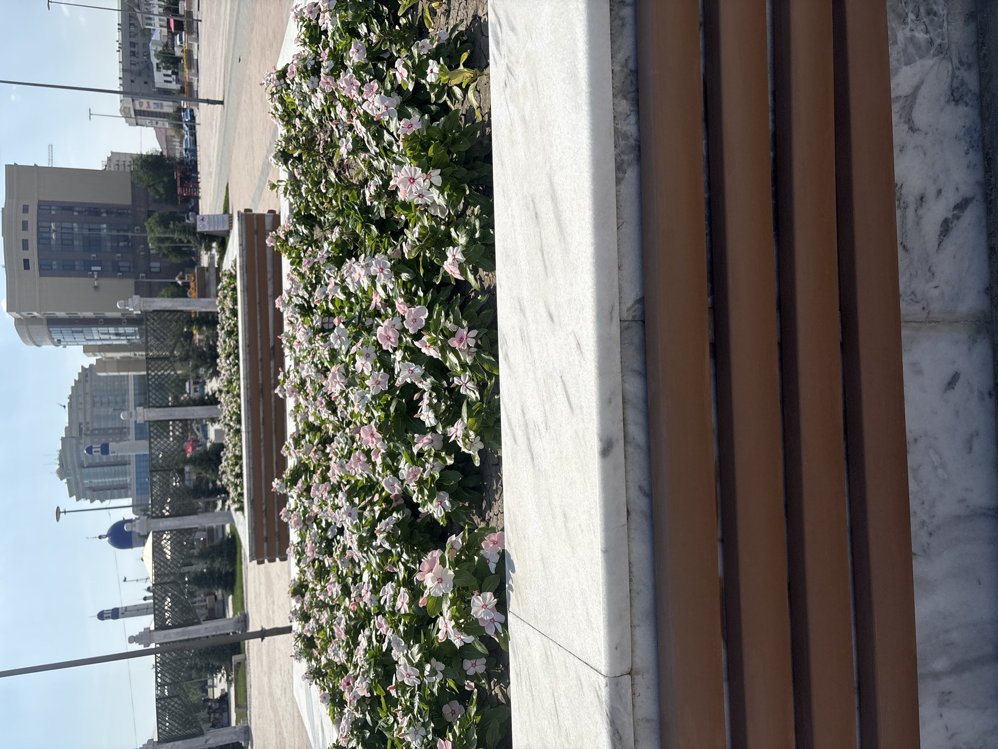In Atyrau, Kazakhstan, a well-maintained urban plaza features a raised flower bed filled with a dense planting of pink and white vinca flowers. The flower bed is bordered by a marble ledge and a wooden bench with horizontal slats. In the background, modern buildings and a domed mosque with minarets are visible under a clear sky.