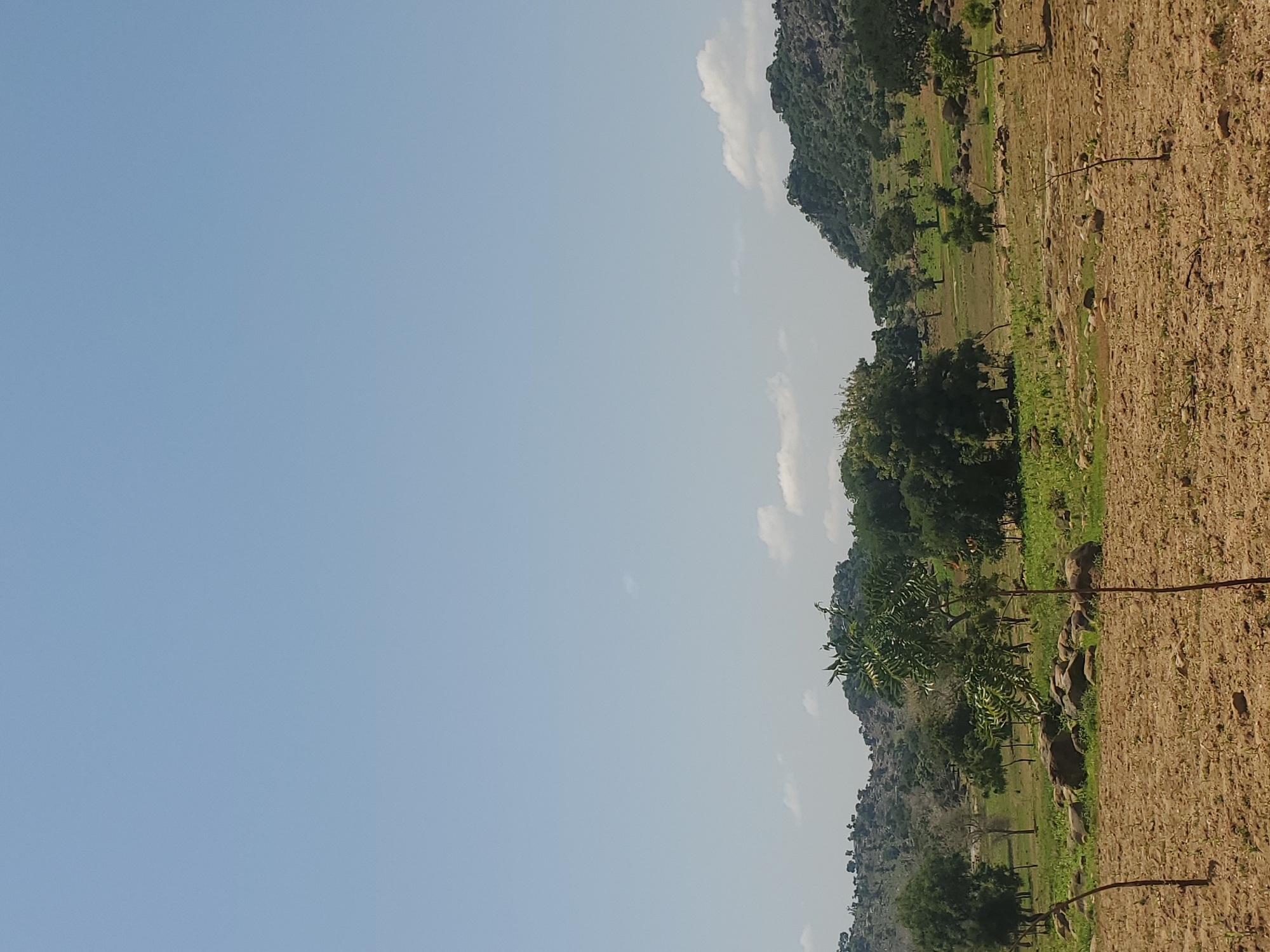 The image captures a rural landscape under a clear blue sky in Dawaki, Nigeria. The foreground is a dry, cultivated field with sparse green shoots emerging from the brown soil. Two thin, bare branches or small saplings stand vertically in the field. Beyond the field, the terrain rises gently, covered in lush green grass and scattered rocks of various sizes. A cluster of large, rounded rocks is prominent in the midground. A variety of trees, ranging from small to medium-sized with green foliage, are dispersed across the landscape. In the background, rolling hills are covered in vegetation, with some rocky outcrops visible. The overall scene suggests a dry season in a sparsely populated agricultural area.