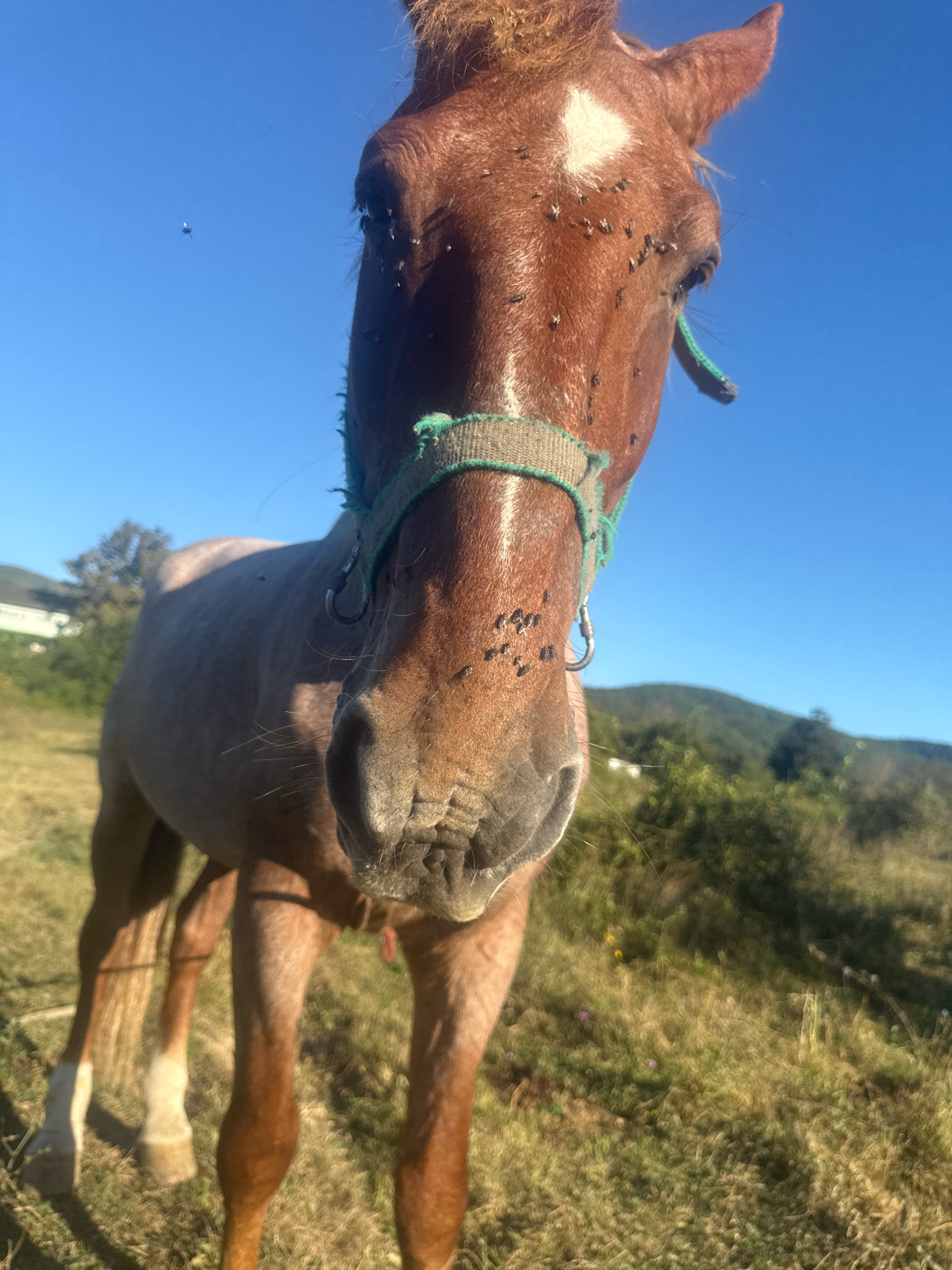 A close-up, low-angle shot captures a brown horse in a grassy field under a clear blue sky. The horse's head is dominant in the frame, with numerous flies visible on its face, particularly around its eyes and muzzle. The horse wears a green and beige halter. In the background, out-of-focus elements include green foliage, hills, and a distant building. There are no people visible in the image, and no indication of the location being in Tenginka, Russia.