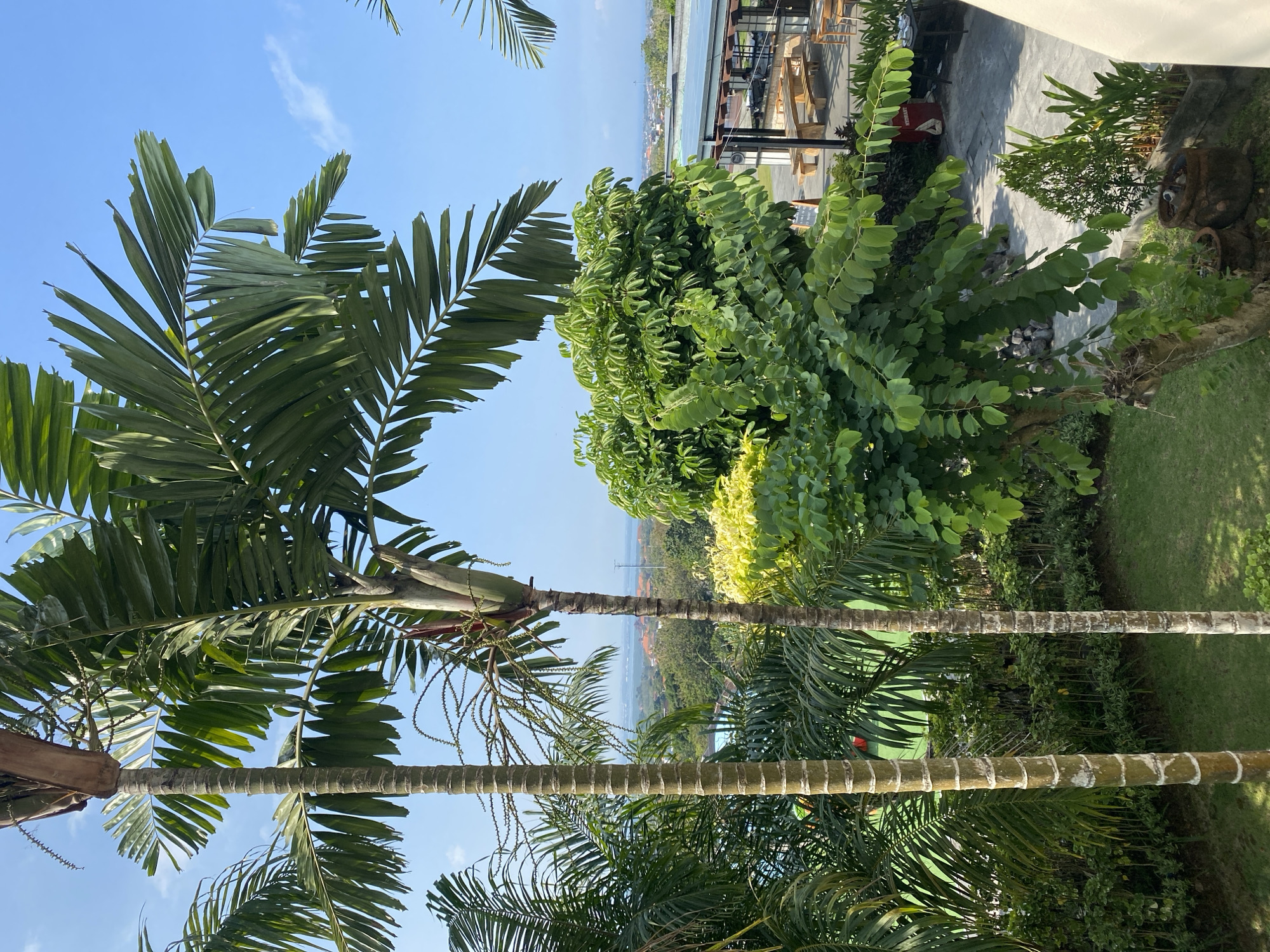 The image captures a bright, sunny day in Kuta Selatan, Indonesia, with a clear blue sky and scattered white clouds. The foreground is dominated by lush green palm trees, with their fronds reaching towards the sky. In the mid-ground, a dense green tree with yellow-tinged leaves sits atop a small hill. Beyond this, the landscape of Kuta Selatan unfolds, featuring red-tiled roofs, greenery, and distant structures. To the right, an open-air dining area with wooden picnic tables and chairs is visible. The ground is a mixture of paved areas and well-maintained green grass. The overall impression is one of a tropical resort or restaurant setting.