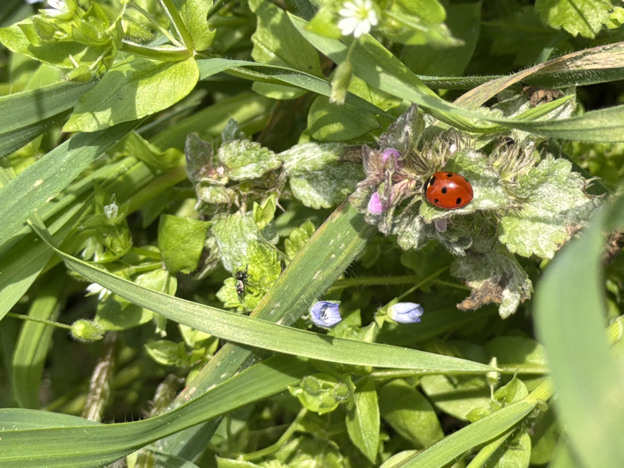 The image depicts a close-up view of ground cover, likely in an uncultivated area in Burgas, Bulgaria. The vegetation is predominantly green with a variety of plants, including grass-like blades and broader-leafed species. A red ladybug with black spots is resting on a plant with partially dried and dying leaves with pink flowers. An insect (likely a beetle) is visible on a blade of grass. Two small purple flowers are at the base of the image. The scene suggests a natural, possibly neglected, environment.
