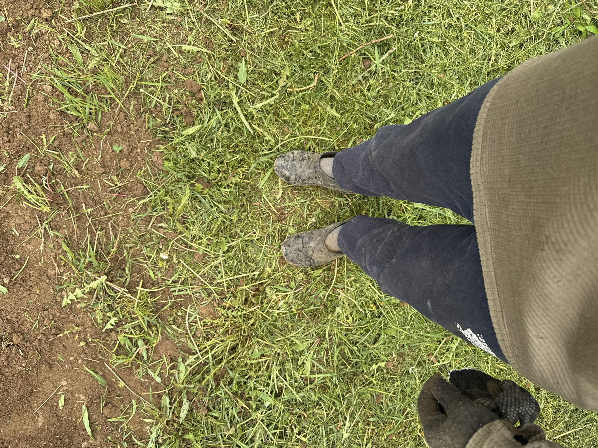 This image, captured from a first-person perspective looking down, displays the lower body of a person standing outdoors in Бородулино, Russia. The ground beneath the person is a mix of short, green grass and patches of dark brown, exposed soil.
The person is wearing dark blue pants and grey, muddy rubber clogs or shoes. A section of an olive green, corduroy-textured upper garment is visible along the right side of the frame, alongside the person's leg. In the bottom right corner, a gloved hand is visible, clad in a black work glove featuring white grip dots on the palm. There is a small white emblem or logo on the lower left pant leg, but any specific text or design details on it are not discernible. The muddy footwear suggests recent outdoor activity or work. The scene implies an outdoor setting such as a garden, field, or a natural, unpaved area.
