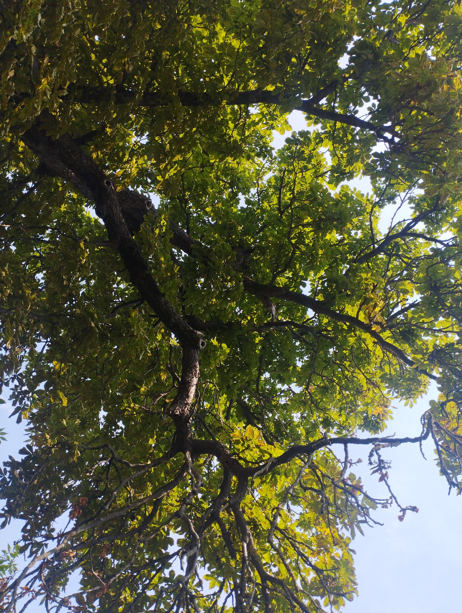 The image is a low-angle shot looking up through the canopy of a large tree with rough bark and numerous branches. The leaves are predominantly green, with some showing hints of yellowing, suggesting it may be late summer or early autumn. The sky is visible through the gaps in the foliage, appearing bright and slightly hazy. The tree's branches are intricate and spread outwards, creating a dense overhead coverage. The scene is devoid of any people or specific urban structures, indicating it is likely in a natural or park-like setting within Baryshivka, Ukraine.