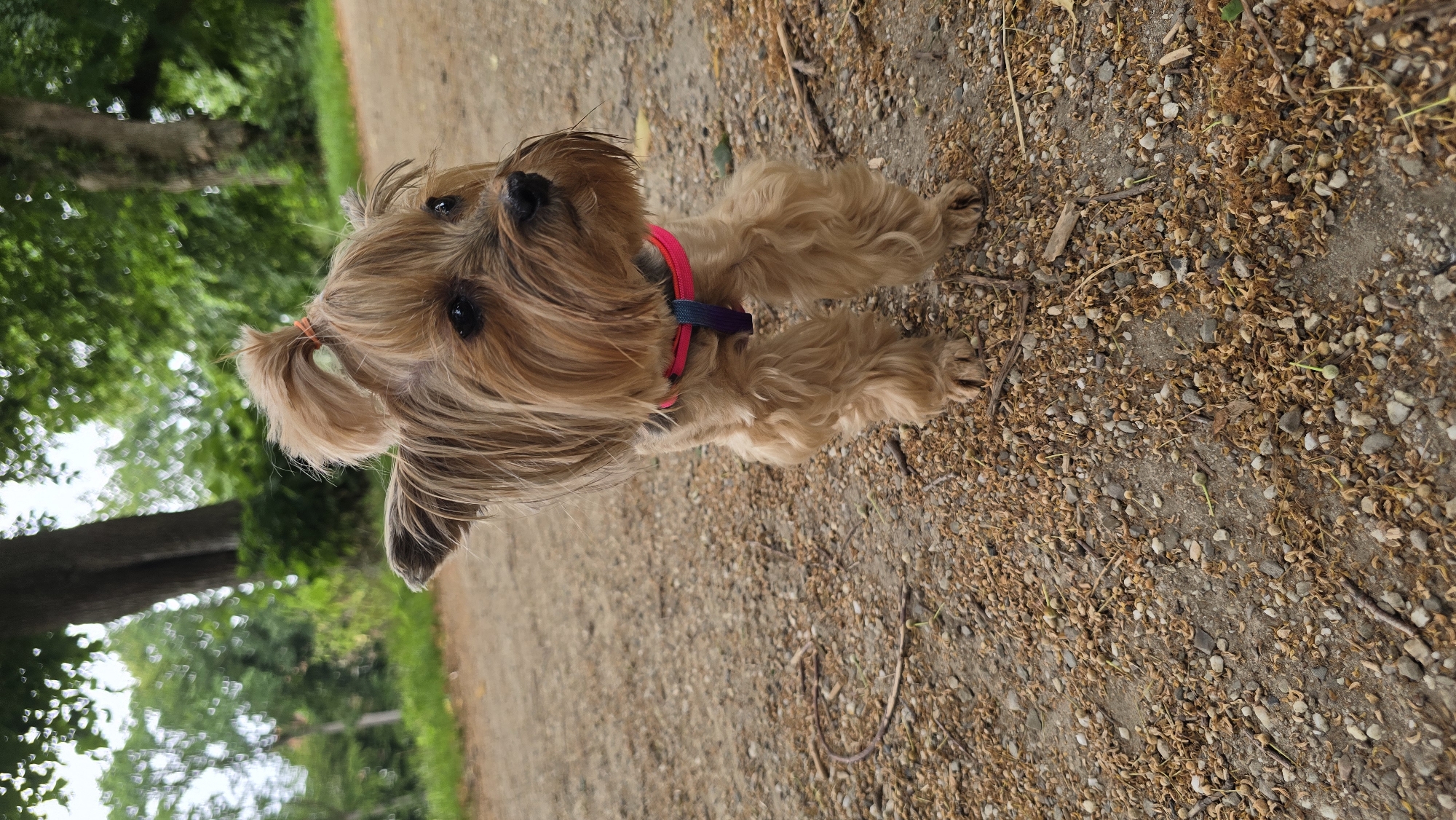 A medium shot captures a Yorkshire Terrier standing on a gravel path in what appears to be a park or wooded area. The dog is facing slightly to the right, with its head tilted. It has long, tan-colored fur, and its hair is pulled into a small ponytail on top of its head with an orange hair tie. The dog is wearing a harness with pink and blue straps. The ground is covered with small stones, gravel, and scattered dry leaves and seed pods. In the background, out-of-focus trees with green foliage and a large tree trunk are visible, suggesting an outdoor, natural setting. The lighting suggests it is daytime, likely overcast or shaded. The specific location in 's-Heerenberg, Netherlands, cannot be determined from the visual information alone.