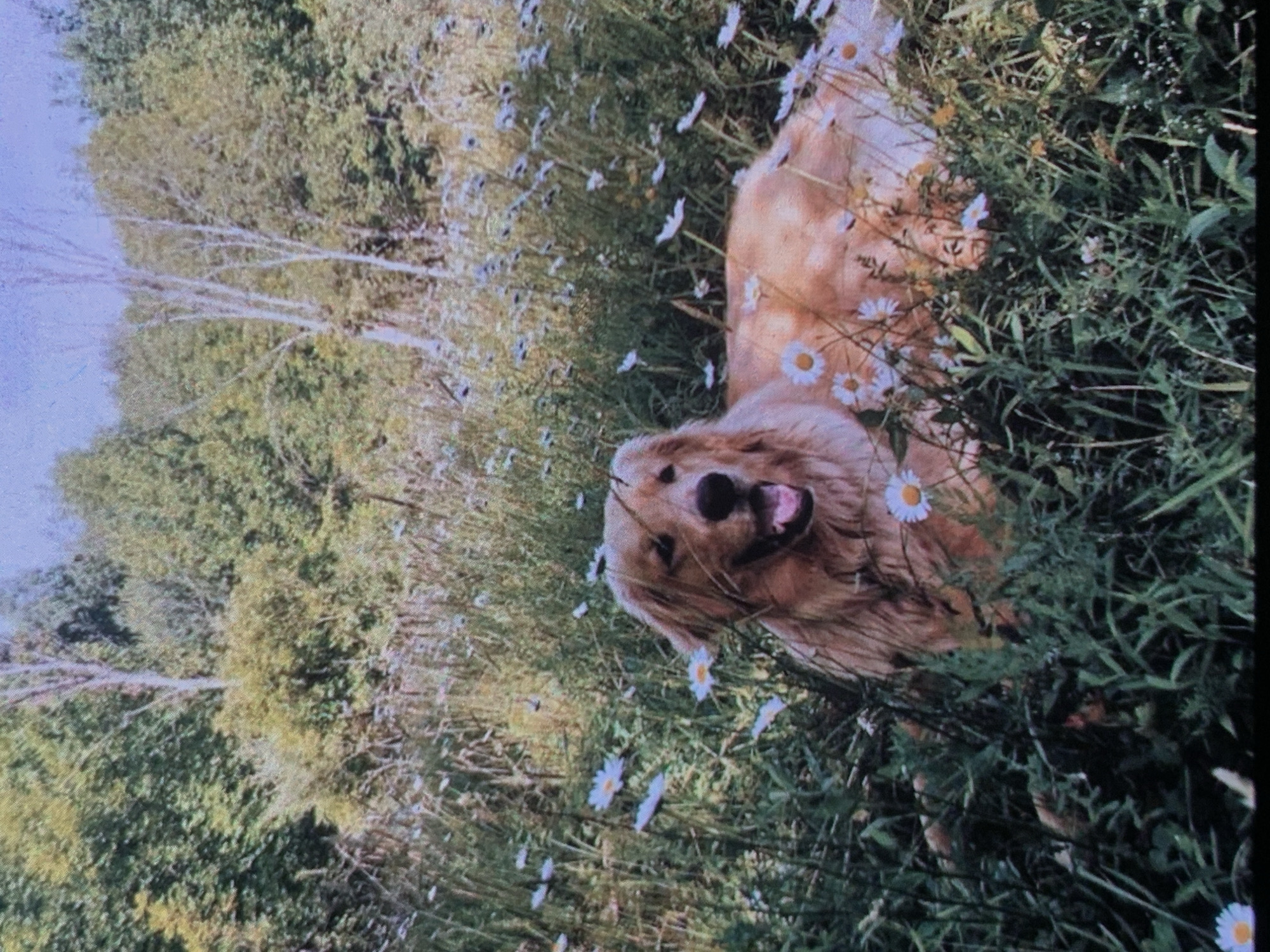 A golden retriever dog is lying down in a field of wildflowers. The dog is facing the camera with its mouth open, appearing to pant. The field is dense with green grass and numerous white and yellow wildflowers. In the background, there is a dense forest with trees of various shades of green, and some lighter-colored trees with thin trunks. The sky above is a light blue. The image appears to be taken outdoors in a natural, rural setting. The image is not in Nizhny Tagil, Russia.
