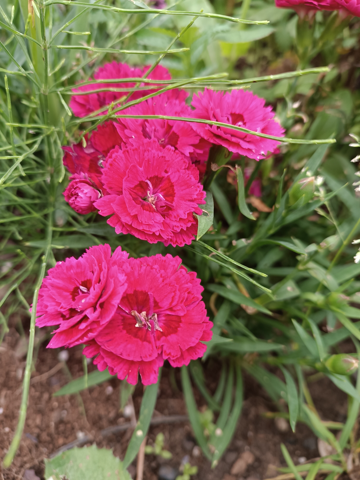 A close-up, eye-level shot captures a cluster of vibrant pink carnations in a garden setting. The flowers, with their ruffled petals and darker centers, are the primary subjects, with several in full bloom and one bud visible. Thin green stems and narrow, grass-like foliage surround the flowers, creating a natural, outdoor ambiance. The background is a soft blur of green leaves and brown soil, suggesting an established garden. The image appears to be taken in Chaikovsky, Russia, likely in a residential garden or park, given the typical flora and natural lighting. There are no people or animals present in the frame.