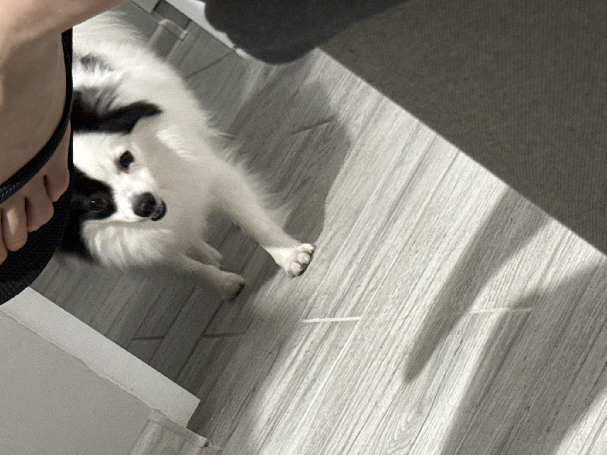 A medium-angle shot shows a black and white, long-haired dog lying on a grey, wood-look floor. The dog, positioned toward the left side of the frame, gazes upward and slightly to the left, its paws extended. A person's foot clad in a black sandal is visible in the upper-left corner of the shot. To the right of the dog, the floor extends into the distance, partially obscured by a shadow. A piece of trim is along the left edge. The specific location in Stara Zagora, Bulgaria is not discernible from the image.