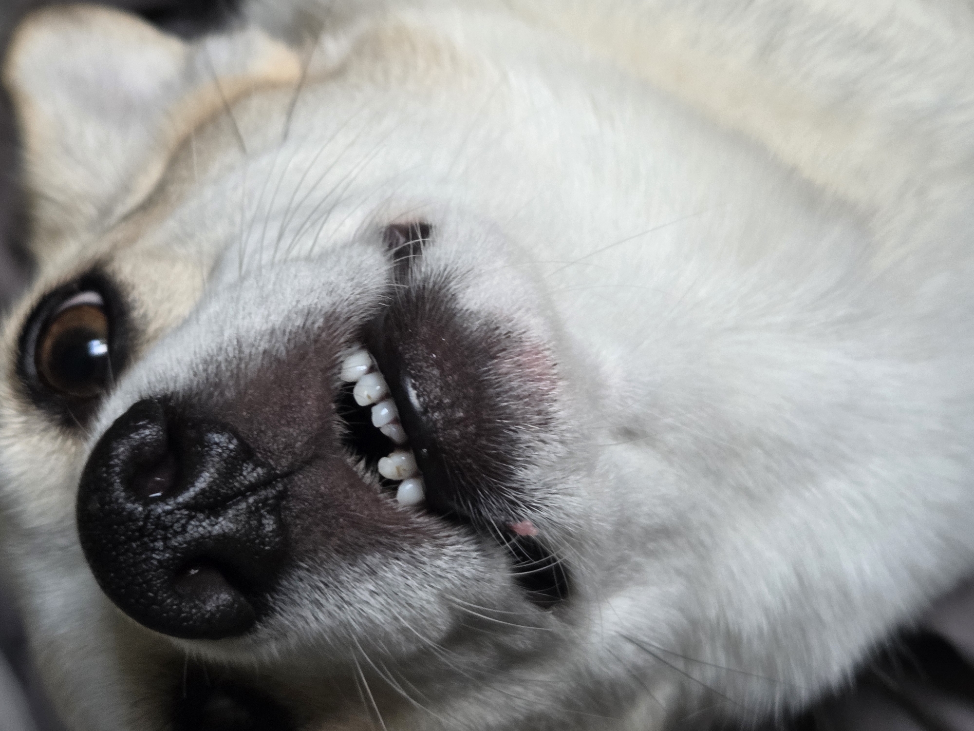 A close-up, low-angle shot captures the snout and open mouth of a light-colored dog, revealing its teeth. The dog's nose is black and textured. Its eyes are partially visible, showing a dark brown iris and a glint of light. The mouth is open, exposing small, white teeth and pink gums. The dog's fur is predominantly white with some tan and grey markings on its face. The background is dark and out of focus, suggesting an indoor setting or low light conditions. The image does not provide any information about a specific city or location.