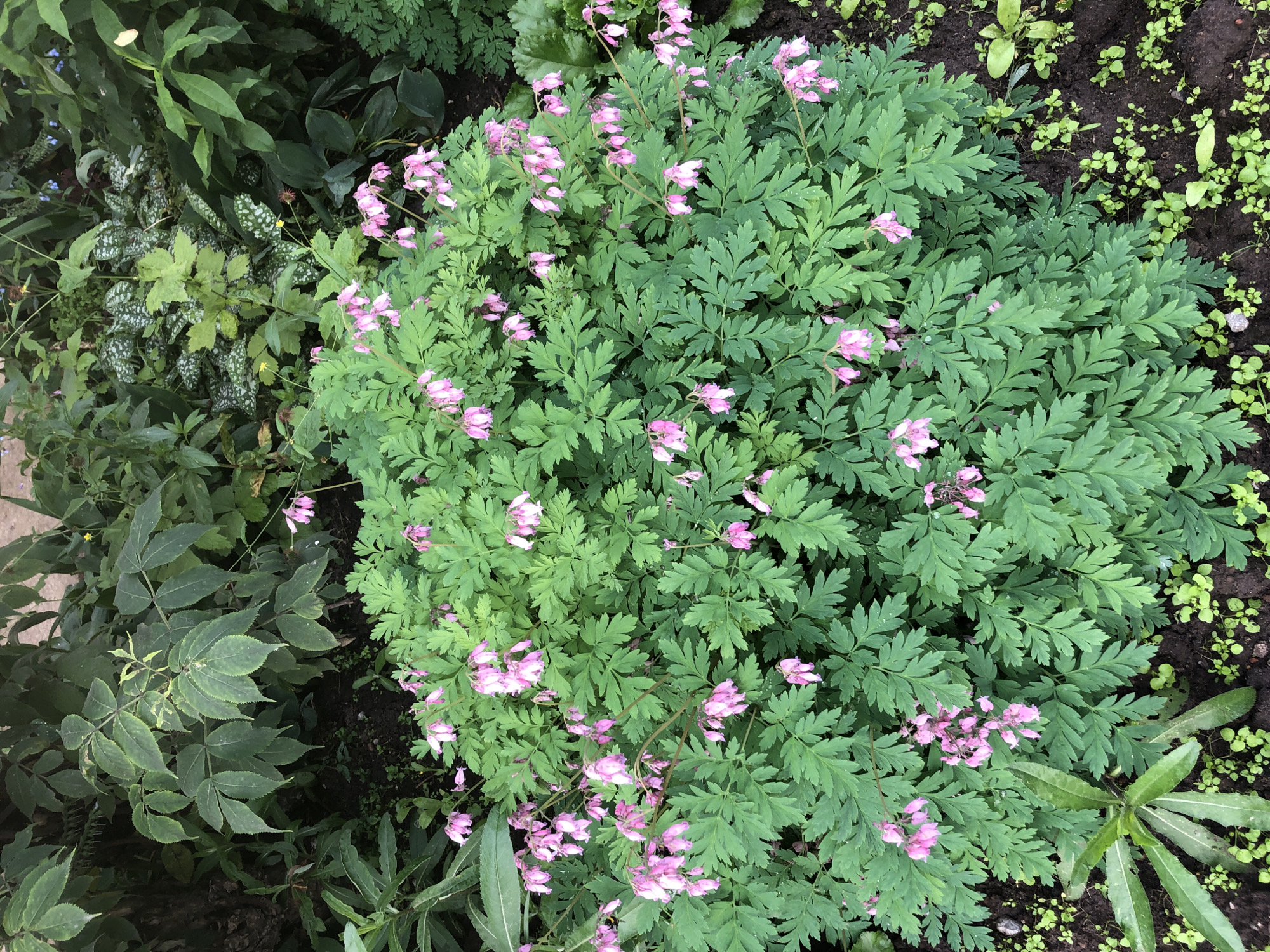 This is a high-angle, close-up photograph of a cluster of bleeding heart flowers (Dicentra spectabilis) in bloom. The flowers are heart-shaped and pink, with a white tip, and hang in arching stems. They are surrounded by deeply lobed, green foliage. The background is filled with other green plants, including some with variegated leaves and a thick, dark tree trunk on the left. The ground is dark soil with small, green weeds scattered throughout. The lighting is natural, suggesting an outdoor setting. The image does not contain any people or specific urban landmarks that would allow for identification of a location within Solikamsk, Russia.