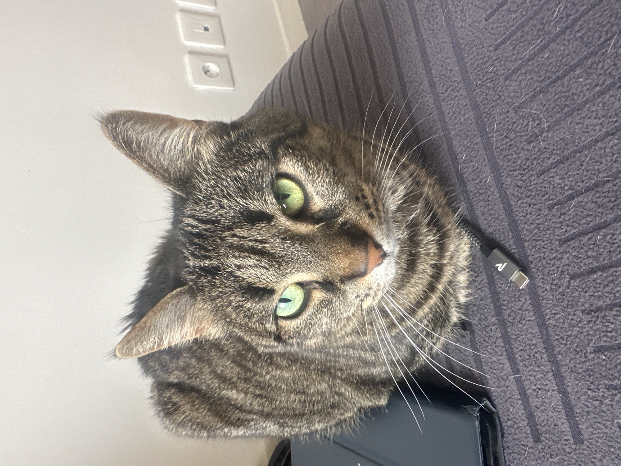 A close-up, high-angle photograph shows a tabby cat with green eyes looking up towards the camera. The cat is positioned on what appears to be a gray upholstered surface, possibly a sofa. A black charging cable with a USB-C connector is lying near the cat, on the same surface. In the background, a white wall with electrical outlets is visible. There are no people present in the image. There is insufficient information to locate the image in Châtenay-Malabry.