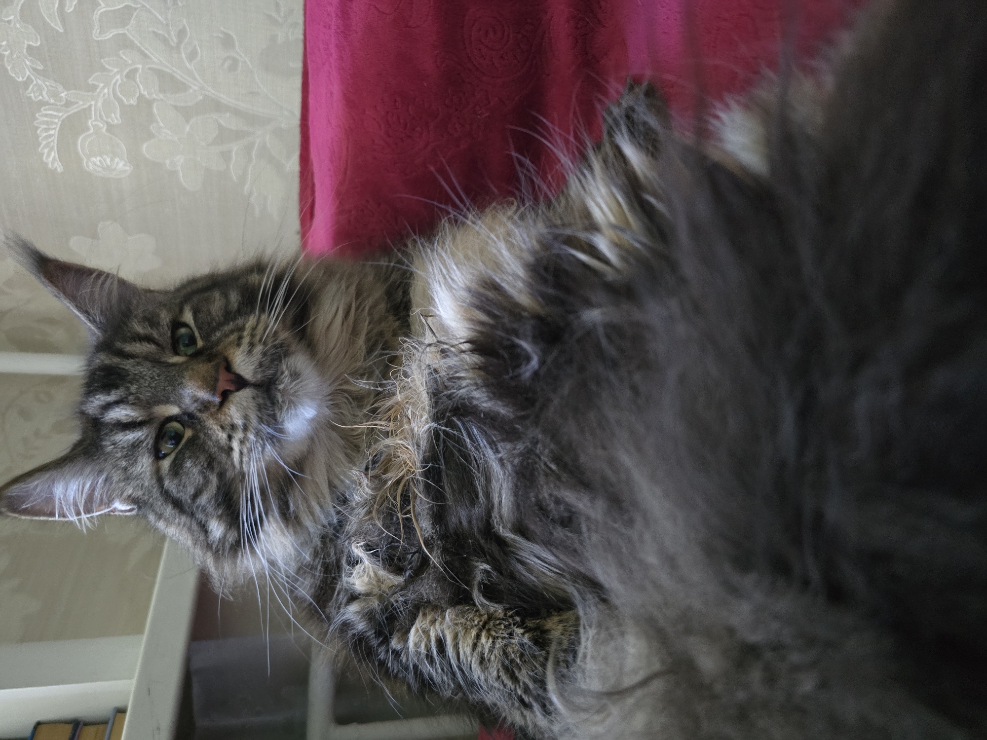 A Maine Coon cat, with a grey tabby coat and long fur, is resting on a bright pink blanket. The cat is looking towards the camera with green eyes. The background consists of a wall with a subtle floral pattern and a shelf with books to the left. The scene appears to be indoors.