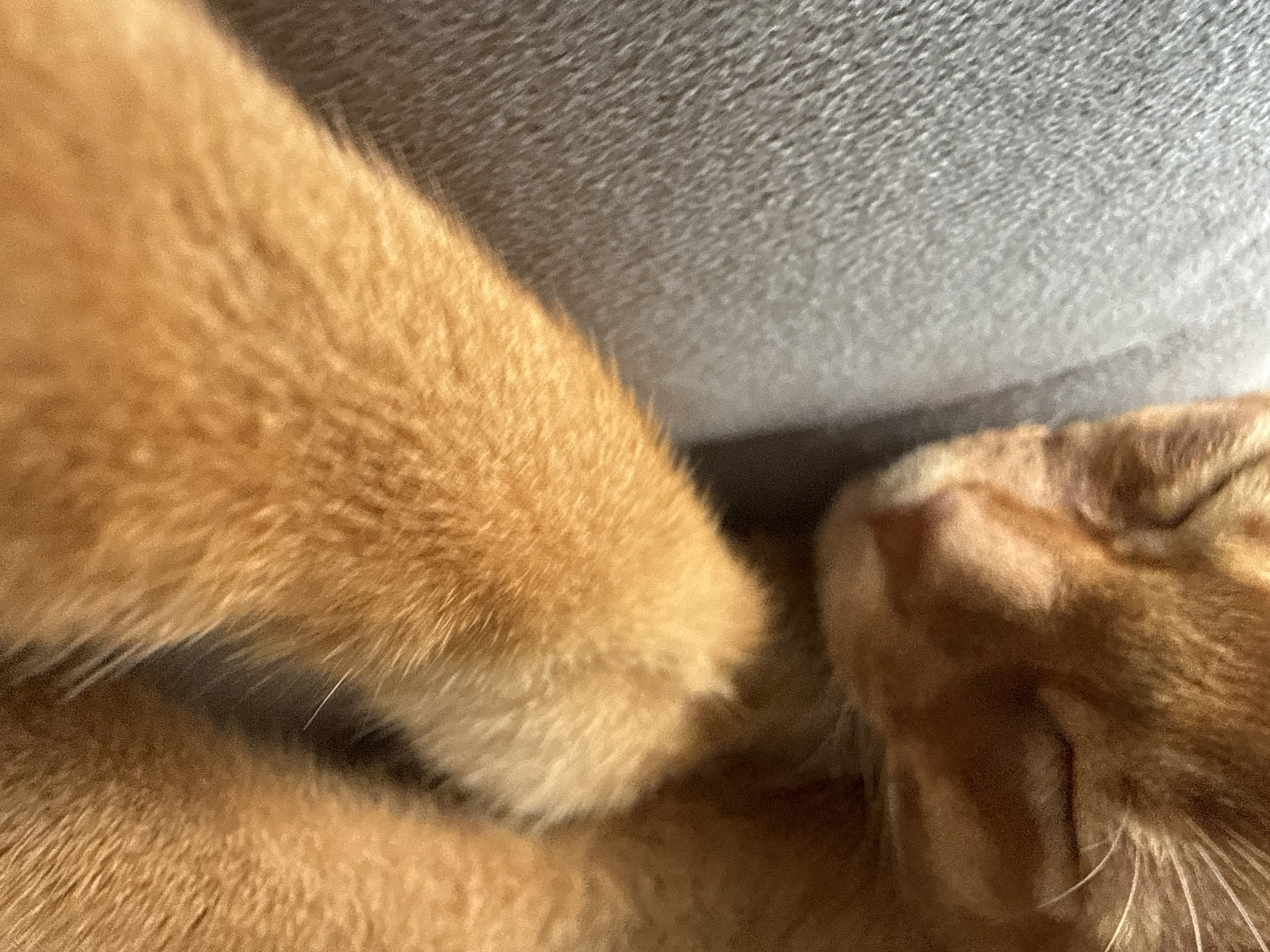 The image is a close-up, overhead shot of an orange cat sleeping. The cat's fur is the primary subject, with focus on its head and paws. The background appears to be a grey, textured surface, possibly a couch or bed. The lighting suggests a warm, indoor environment. The cat is curled up, with its eyes closed, indicating it is deeply asleep. There are no other people or animals visible in the frame. The image does not contain any information about the location in the city of Stary Oskol, Russia.