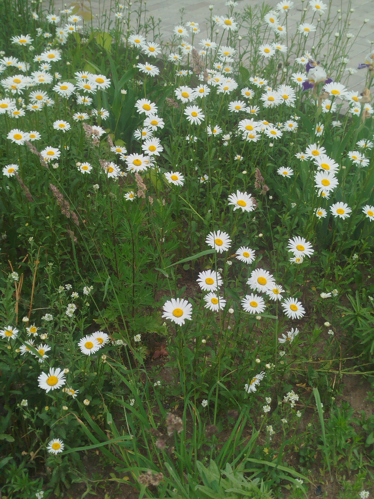 A patch of daisies, interspersed with other small white flowers and tall green grasses, fills the frame. In the upper right corner, a purple and white iris is partially visible. The ground beneath the flowers appears to be a mix of soil and small pebbles. The lighting suggests it is daytime, with no discernible shadows indicating a specific time. There are no people or animals present in the image.