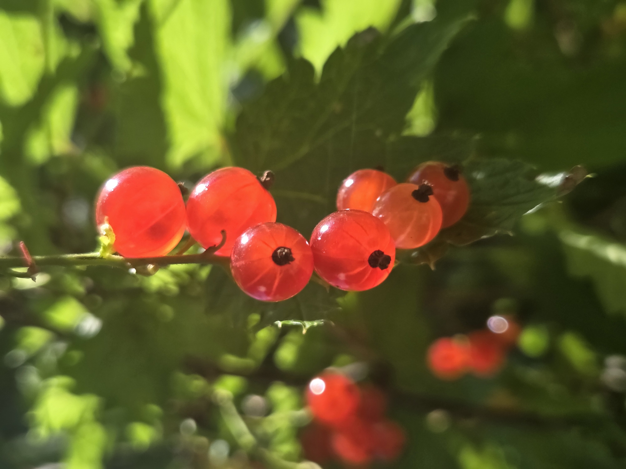 A cluster of ripe red currants hangs from a stem against a blurred green background. The berries are translucent and catch the sunlight, revealing their spherical shape and small, dark calyx remnants at their base. The image is a close-up, focusing on the detail of the fruit. The scene is likely outdoors in a natural setting, possibly a garden or bush in the city of Voskhod SNT (Frolovo), Russia, given the context provided. There are no people or man-made objects visible other than the natural flora.