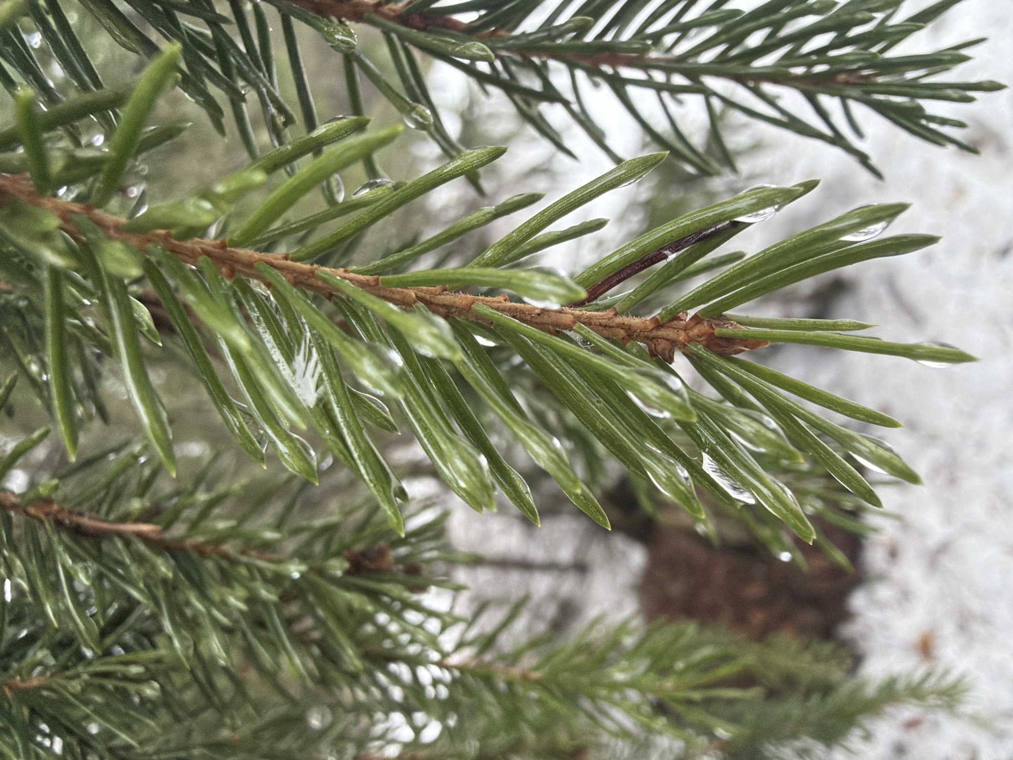 A close-up photograph depicts several branches of an evergreen tree. Each branch is covered in green needles. Water droplets cling to the needles of the top branches, giving them a glossy appearance. The background is blurred but appears to be snow-covered ground and possibly other vegetation. The photograph was taken in the city of Chaikovsky, Russia.