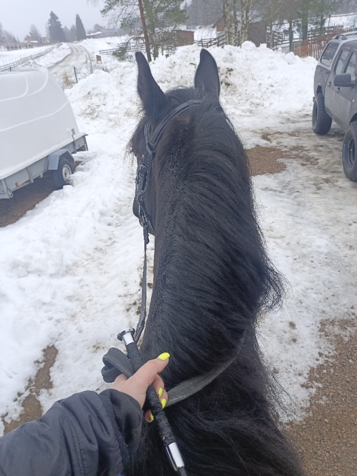The scene depicts a first-person view from atop a horse in a snowy outdoor environment, identified as Gorka, Russia. The dominant subject is the black horse's head and neck, observed from behind, featuring a dense black mane and a black leather bridle. In the lower center, a human's left hand, clad in a dark jacket, firmly grips the black reins, which are accented with silver-colored metal components. The fingernails of the visible hand exhibit bright neon yellow polish.
The ground is extensively covered in snow, with a partially exposed dirt or gravel track beneath the horse. To the left, a white, two-wheeled enclosed trailer is parked on the snow. To the right, the rear section of a dark-colored pickup truck or SUV, fitted with off-road tires, is partially visible. The background consists of large snowdrifts, wooden fencing, and a line of coniferous and deciduous trees under an overcast sky, suggesting winter conditions.