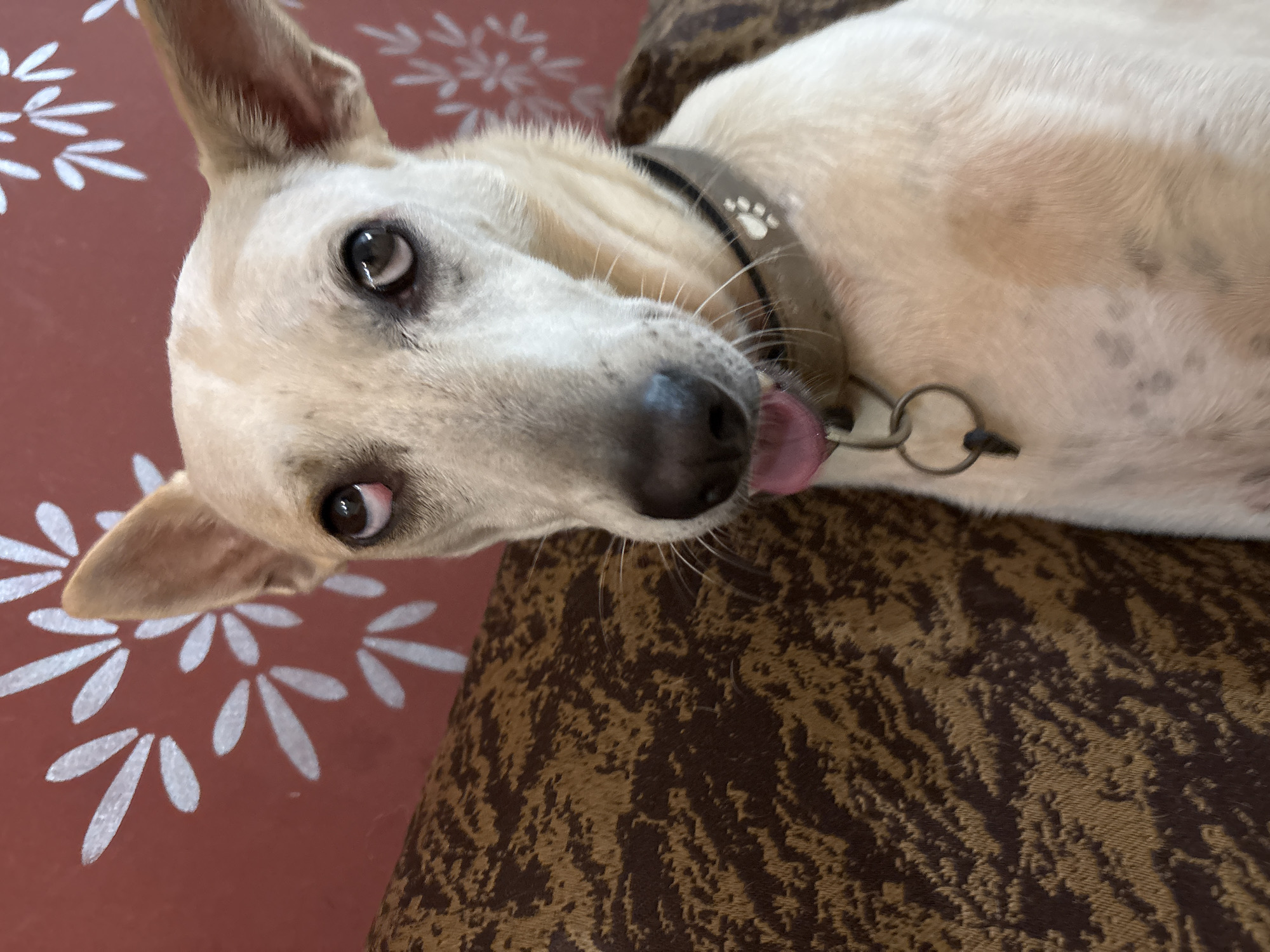 A close-up, eye-level, medium shot shows a light-colored dog sitting on a patterned brown couch. The dog is facing forward with its head tilted slightly to the right. Its tongue is out, and its mouth is slightly open. The dog is wearing a brown collar with a paw print design. In the background, a red wall is visible with a white floral pattern. The image is well-lit, with natural light coming from the right. The photo was taken in Ashvem, India.
