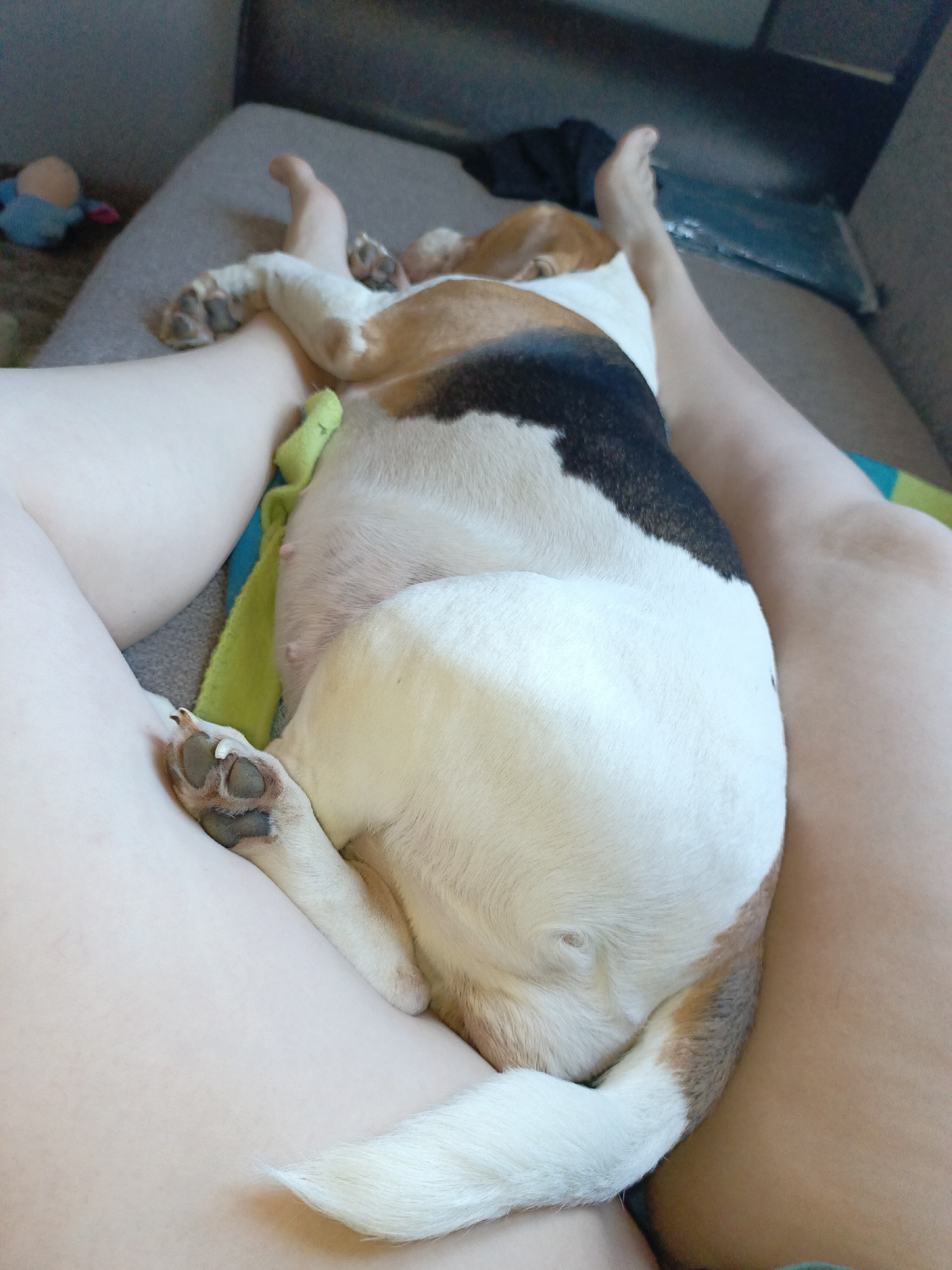 A beagle lies on a person's lap on a couch. The dog is mostly white with brown and black markings. The person is wearing shorts. There is a blue doll to the left, and a green towel next to the dog. The location is likely a home. There is no indication the image was taken in Марковский, Russia.