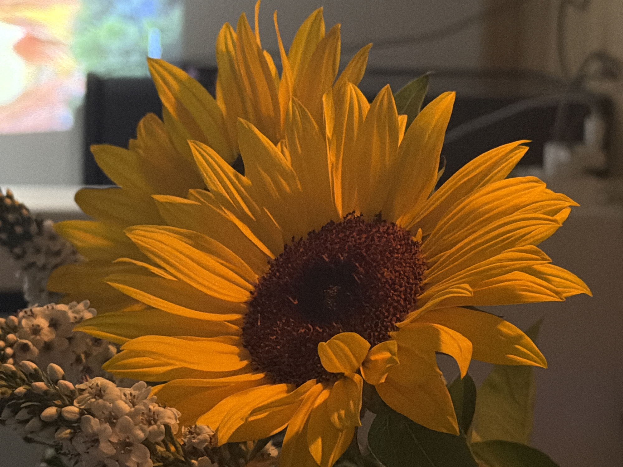 A close-up shot shows a sunflower in full bloom. The sunflower has bright yellow petals and a dark brown center disk. The sunflower is accompanied by some small white flowers at the bottom left. The background is blurred. The location is not discernible from the image. No people are visible.