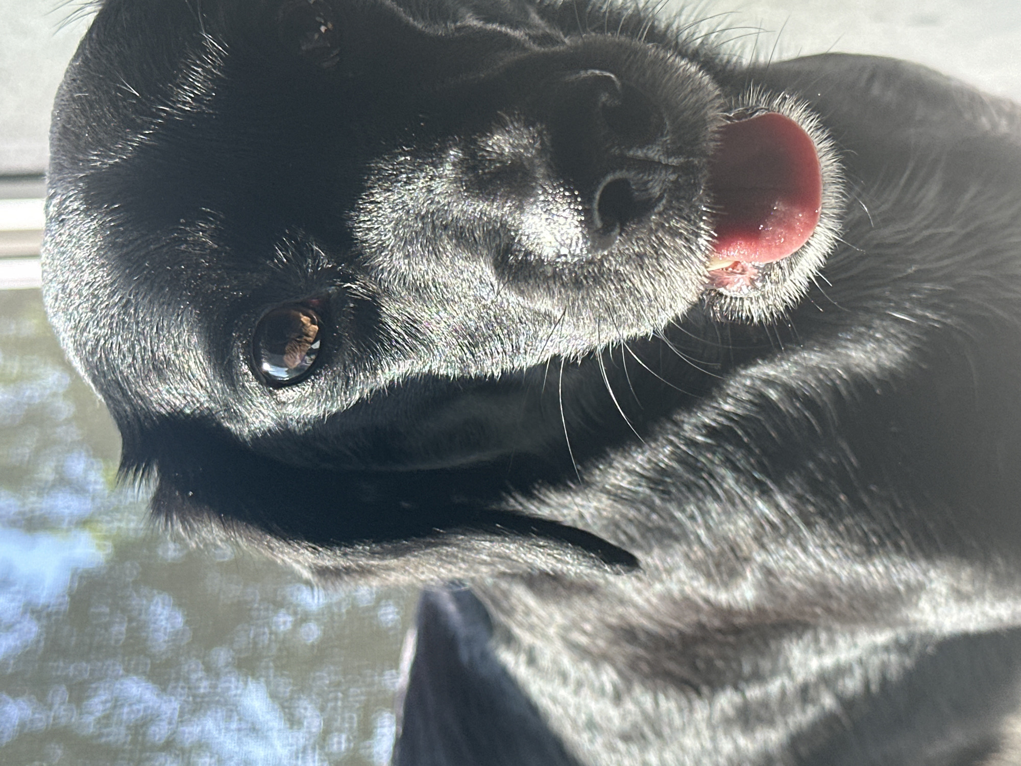 The image is a close-up, upside-down view of a black dog, likely a Labrador Retriever, with its tongue sticking out slightly. The dog's eye is visible, with a reflection of the outdoors in its dark pupil. The dog's nose and whiskers are also clearly visible, with sunlight highlighting the texture of its fur. The background is blurry but appears to be outdoors, possibly with trees or a building visible through a window. There is no indication the photo was taken in the city of Noviy, Russia.