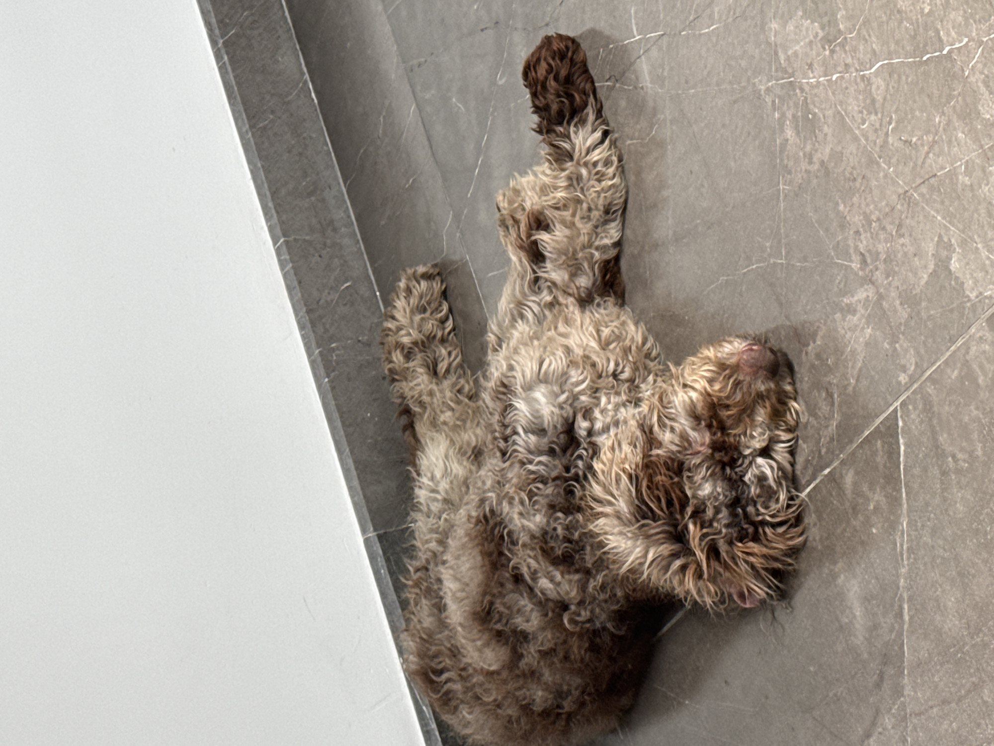 The image shows a brown, curly-haired dog lying on its back on a gray tiled floor. The dog is positioned near a white wall with a gray trim. The location is unknown.