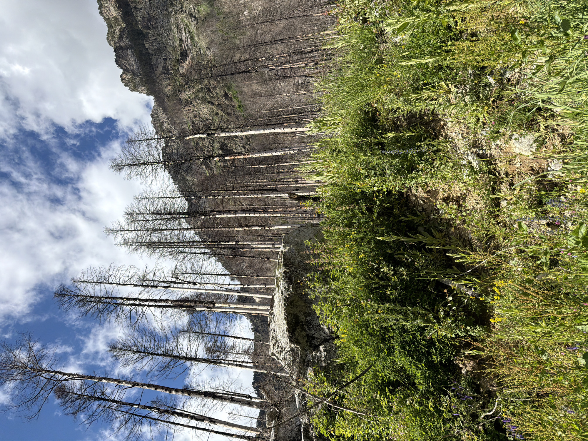 This is a vertically oriented, eye-level, medium shot of a rocky mountainside with sparse, dead trees and lush green vegetation. The sky, with white clouds, is visible in the upper left portion of the frame. The scene appears to be a post-fire landscape, with numerous dead trees forming a stark contrast to the vibrant green growth that is beginning to reclaim the area. The dead trees are predominantly light-colored and leafless, suggesting a past event like a wildfire.
The vegetation on the right side of the frame is dense and varied, with grasses, wildflowers, and some small shrubs. The colors range from vibrant green to yellow and purple from the flowers. A large, weathered rock is visible in the middle ground, adding texture to the scene. The overall impression is one of natural regeneration and resilience.
The lighting suggests it is daytime, likely late morning or early afternoon, with the sun casting some shadows. The weather appears to be clear with scattered clouds. The location cues, such as the rocky terrain, coniferous trees (partially burned), and sparse vegetation, point to a mountainous or alpine environment. The image evokes a sense of nature's power and its ability to recover. There is no visible text in the image.