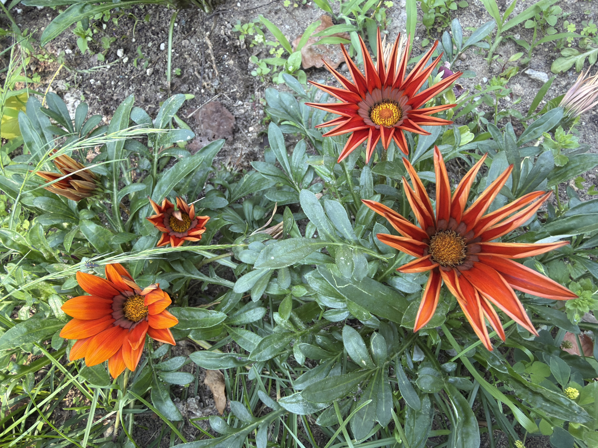 The image shows a close-up view of a garden bed with several gazania flowers in bloom. The flowers are predominantly orange and red with dark centers. Green foliage and blades of grass surround the flowers, and the ground beneath appears to be a mixture of soil and small pebbles. In the top right of the image, a small insect is visible on a blade of grass. The scene is outdoors, suggesting a natural or cultivated garden setting. There are no people or man-made structures clearly visible in the frame. The lighting suggests it is daytime. The location of Pazardzhik, Bulgaria, is not explicitly depicted in the image itself but is provided as context for the scene.