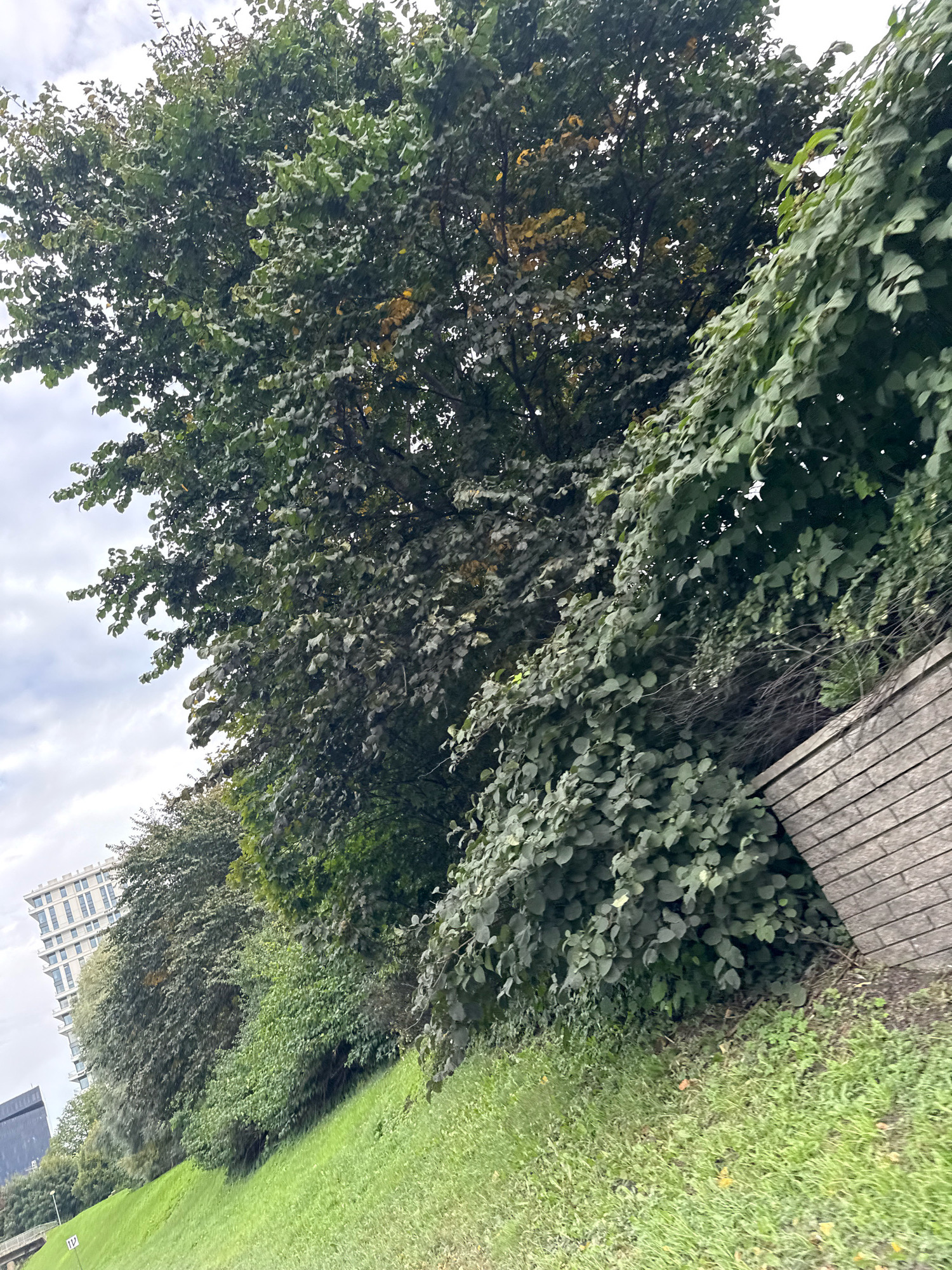 The image shows a grassy slope with a retaining wall constructed of light-colored, horizontal wooden planks. Dense green foliage, including trees and bushes, covers a significant portion of the scene, with some yellowing leaves suggesting the autumn season. In the background, a modern, multi-story building with numerous windows is visible. Further in the distance, another dark building with a flat roof can be seen. The sky is overcast with clouds. The angle of the photograph suggests it was taken from a moving vehicle or from a similar elevated perspective, looking upwards towards the vegetation and buildings. This scene is likely located in the Pirita district of Tallinn, Estonia, which is known for its green spaces and proximity to modern architecture along the coast.