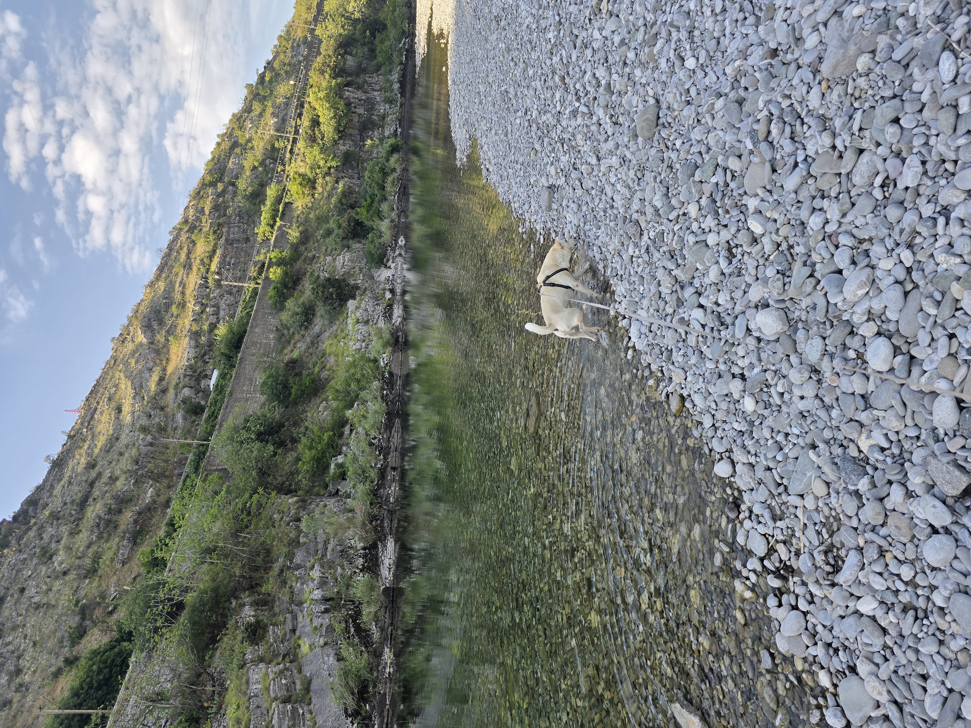A light-colored dog with a black harness is standing in shallow, clear river water on a rocky shore. The dog is facing away from the camera, towards the river. The riverbed is visible through the water, composed of smooth, gray and tan pebbles. The shore is also covered in these pebbles. In the background, a steep, rocky hillside rises up, covered in patches of green vegetation and trees. A retaining wall runs along the base of the hillside, and a road is visible above the wall. The sky is blue with scattered white clouds. The scene appears to be a natural, outdoor environment.