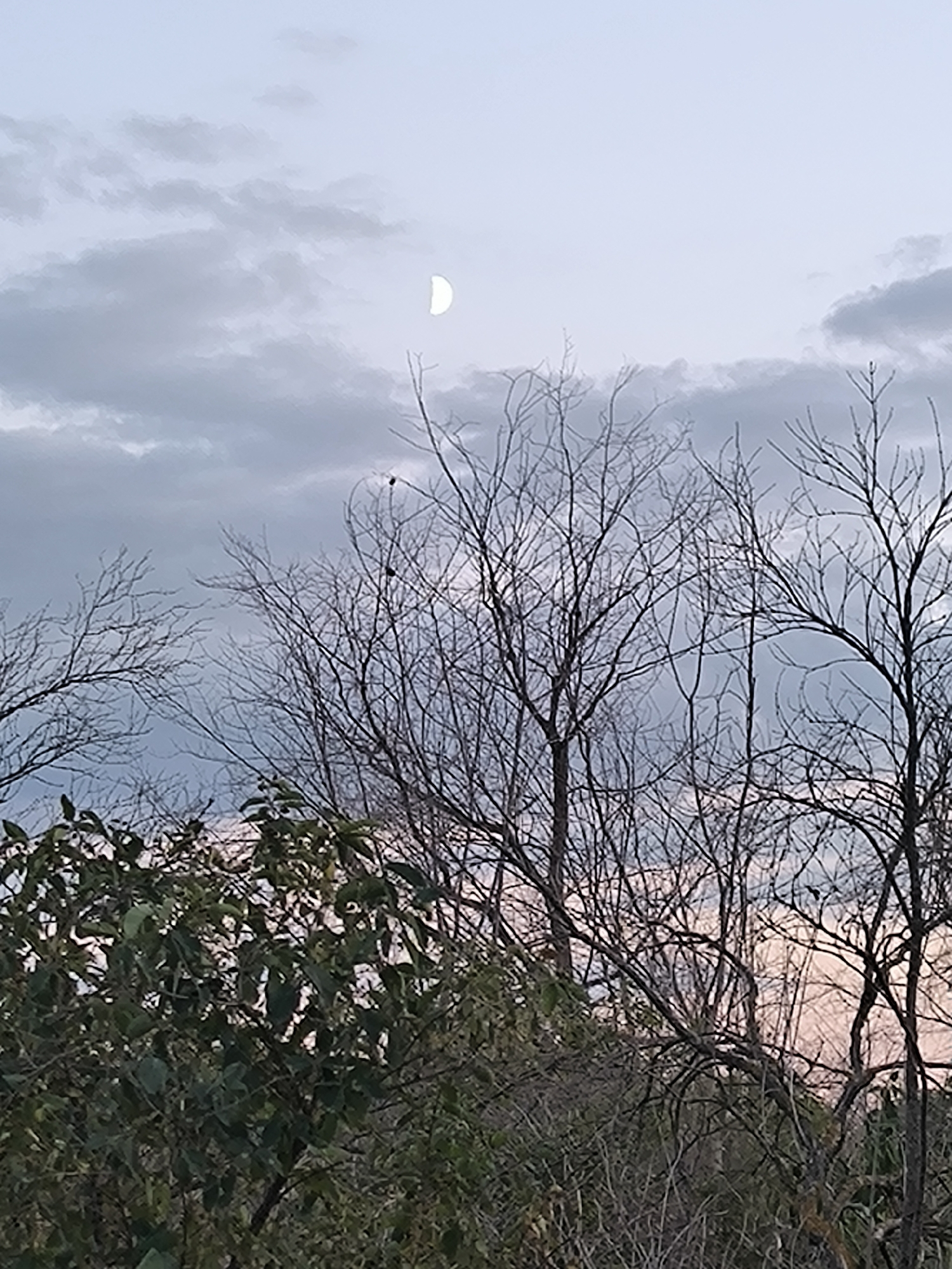 The image depicts a nighttime sky with a crescent moon visible in the upper portion. Clouds are present, obscuring parts of the sky. In the foreground, silhouetted tree branches, some bare and others with sparse foliage, extend across the frame. The lower part of the image is dominated by dark green foliage. The scene is tranquil and appears to be a natural landscape, possibly a park or wooded area. The image does not provide any specific visual cues to determine its location within the city of Mykolaiv, Ukraine. There are no people, objects, or actions visible that would suggest any specific human activity or event.